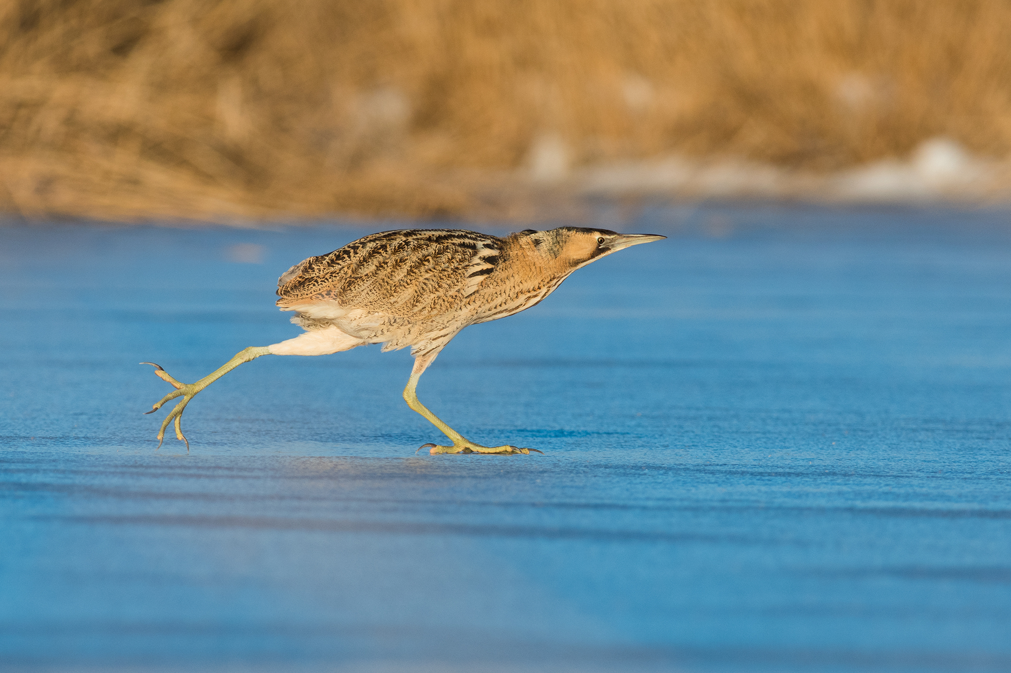 Pattinaggio a rotelle