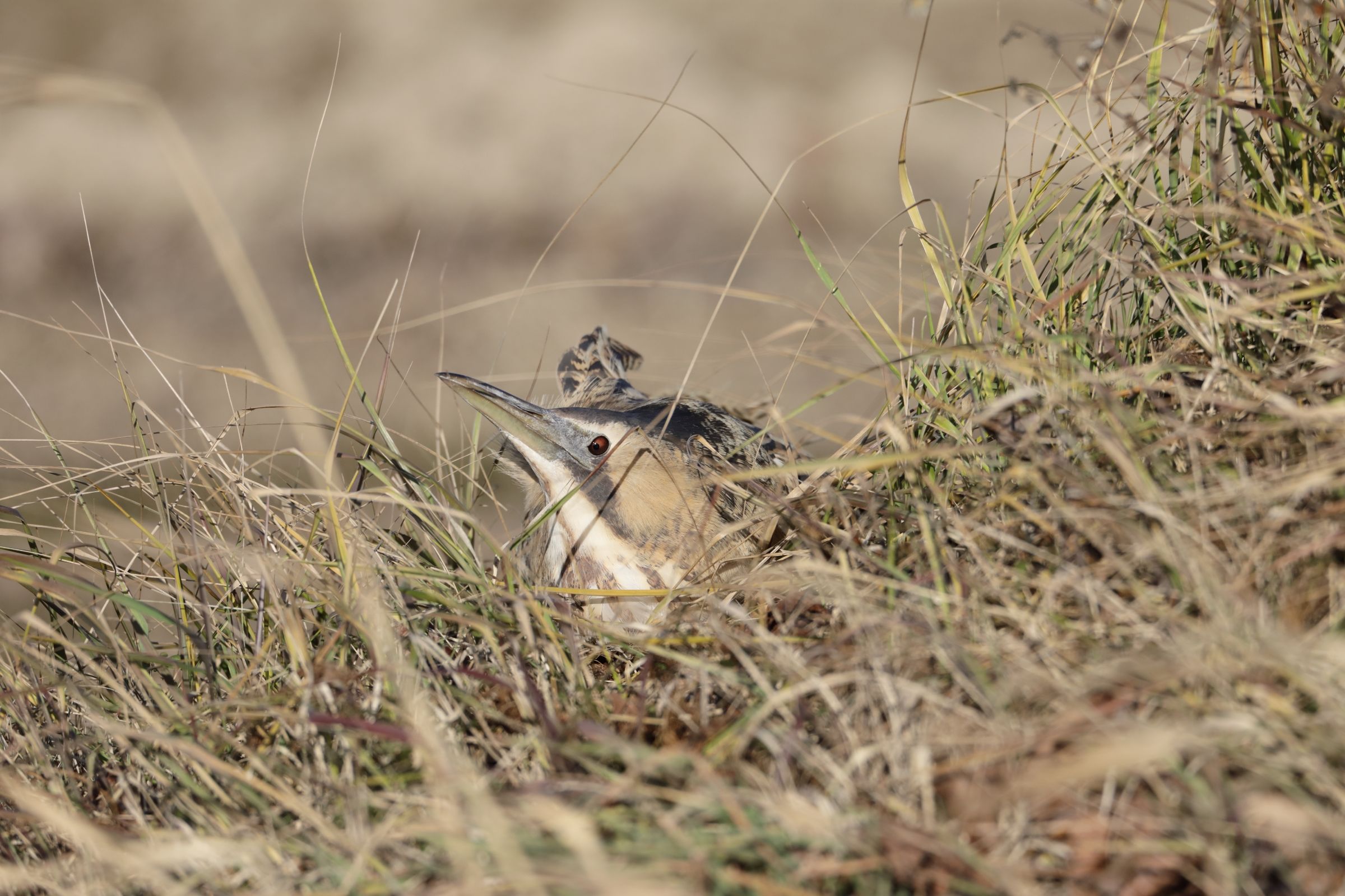 Bittern with the bora wind on the back