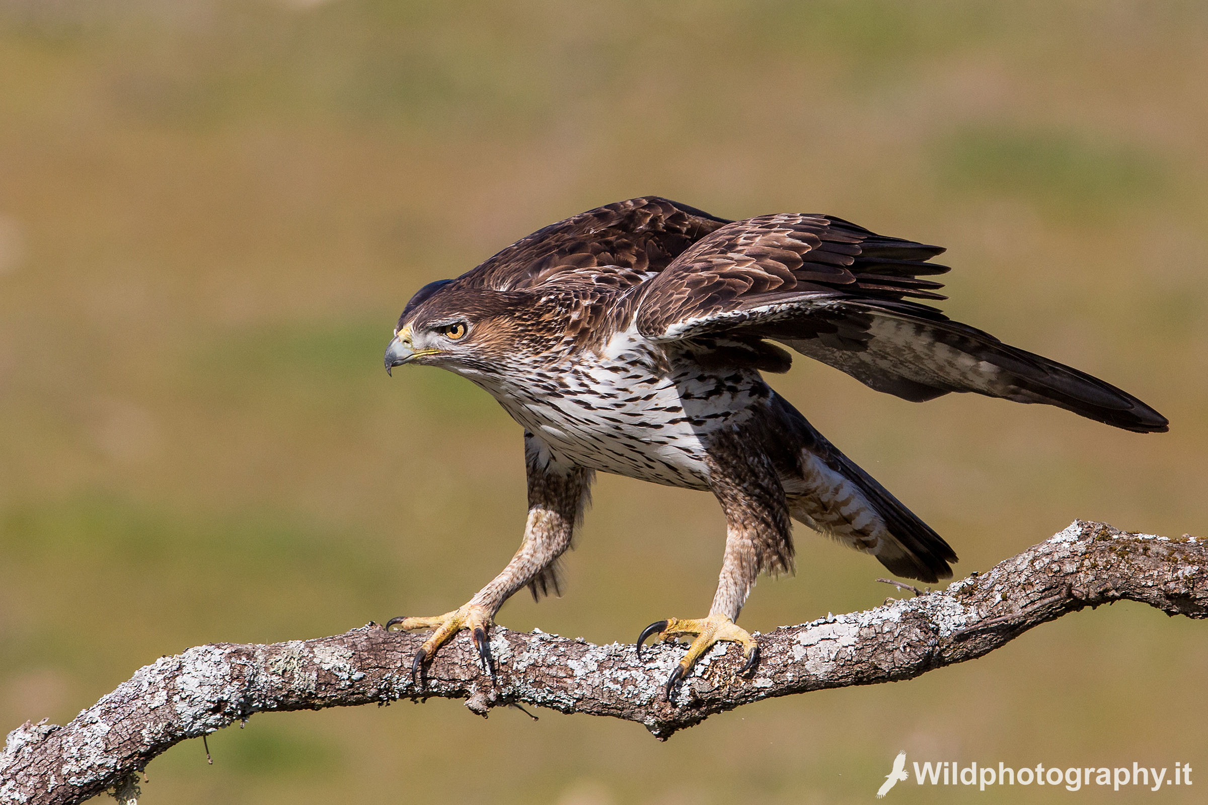 Aquila del Bonelli