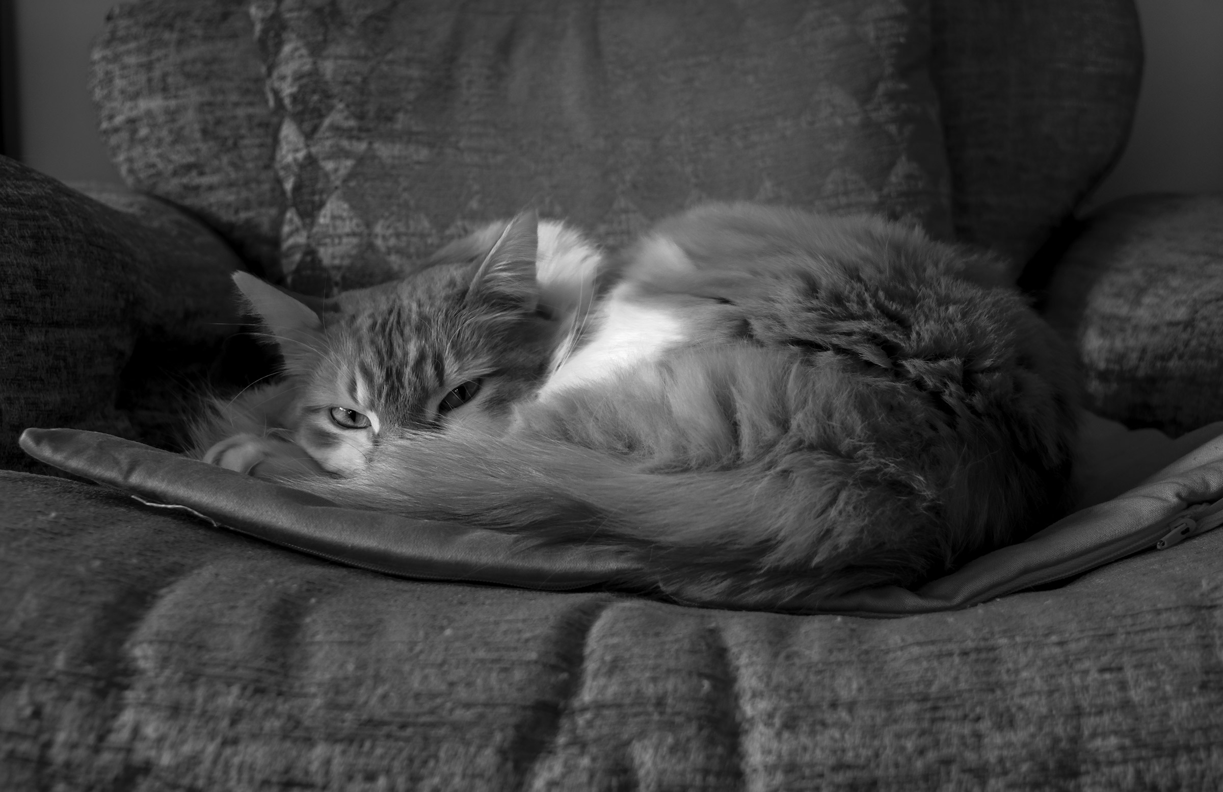 Gatto poltrone, ma in guardia