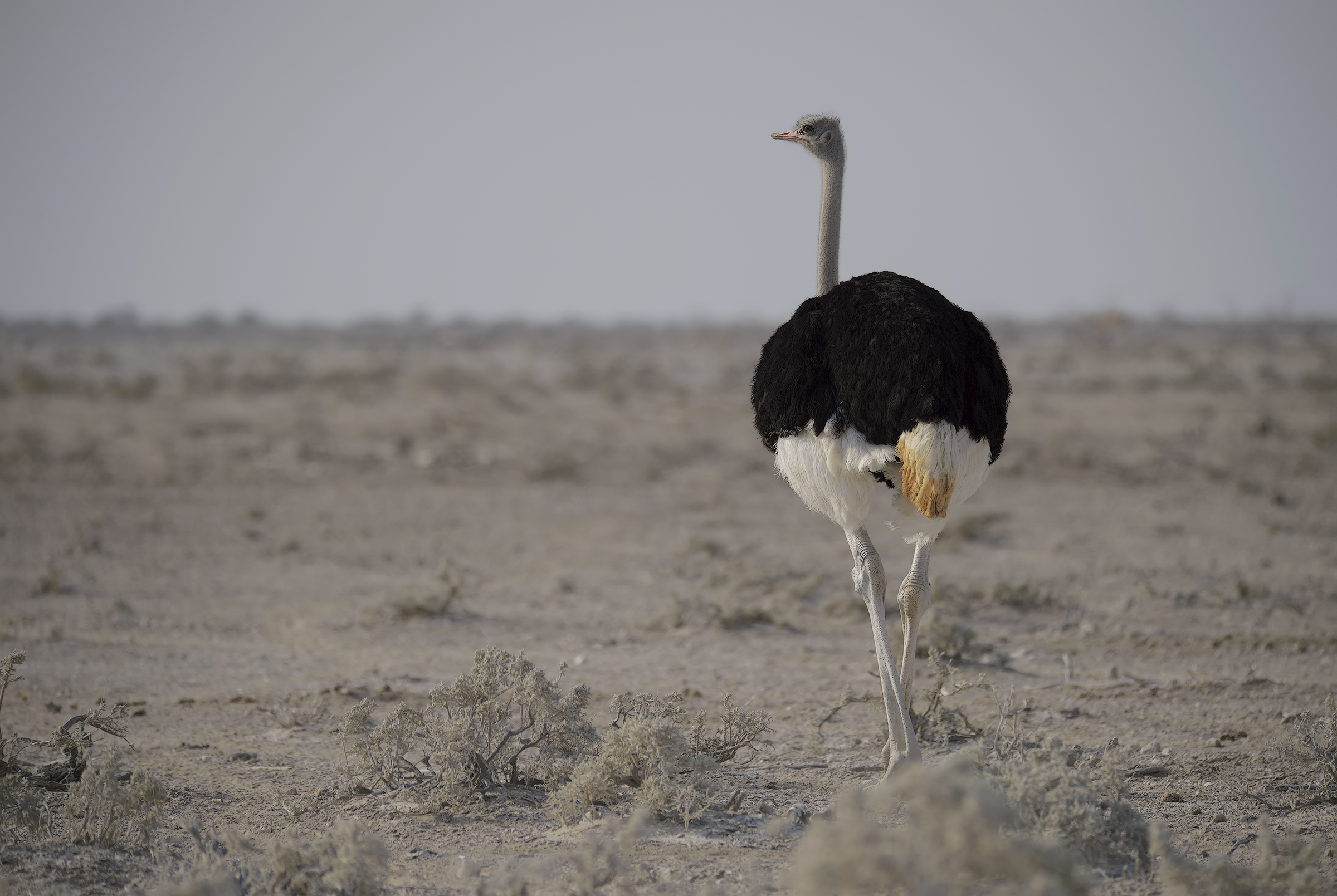 The Etosha gray