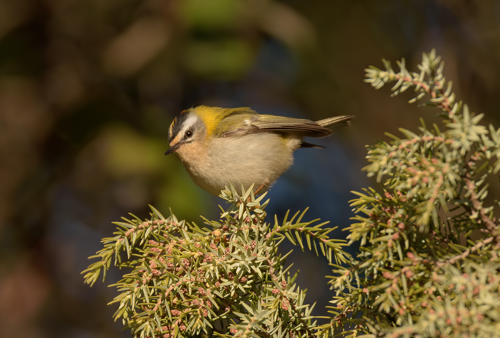 Firecrest Apuan Alps.