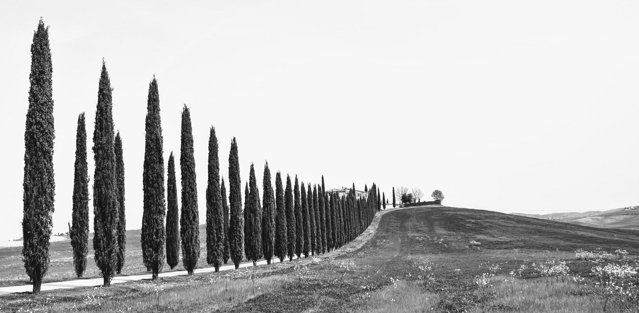 "Trees that parade as loved ones ..." C. Baglioni