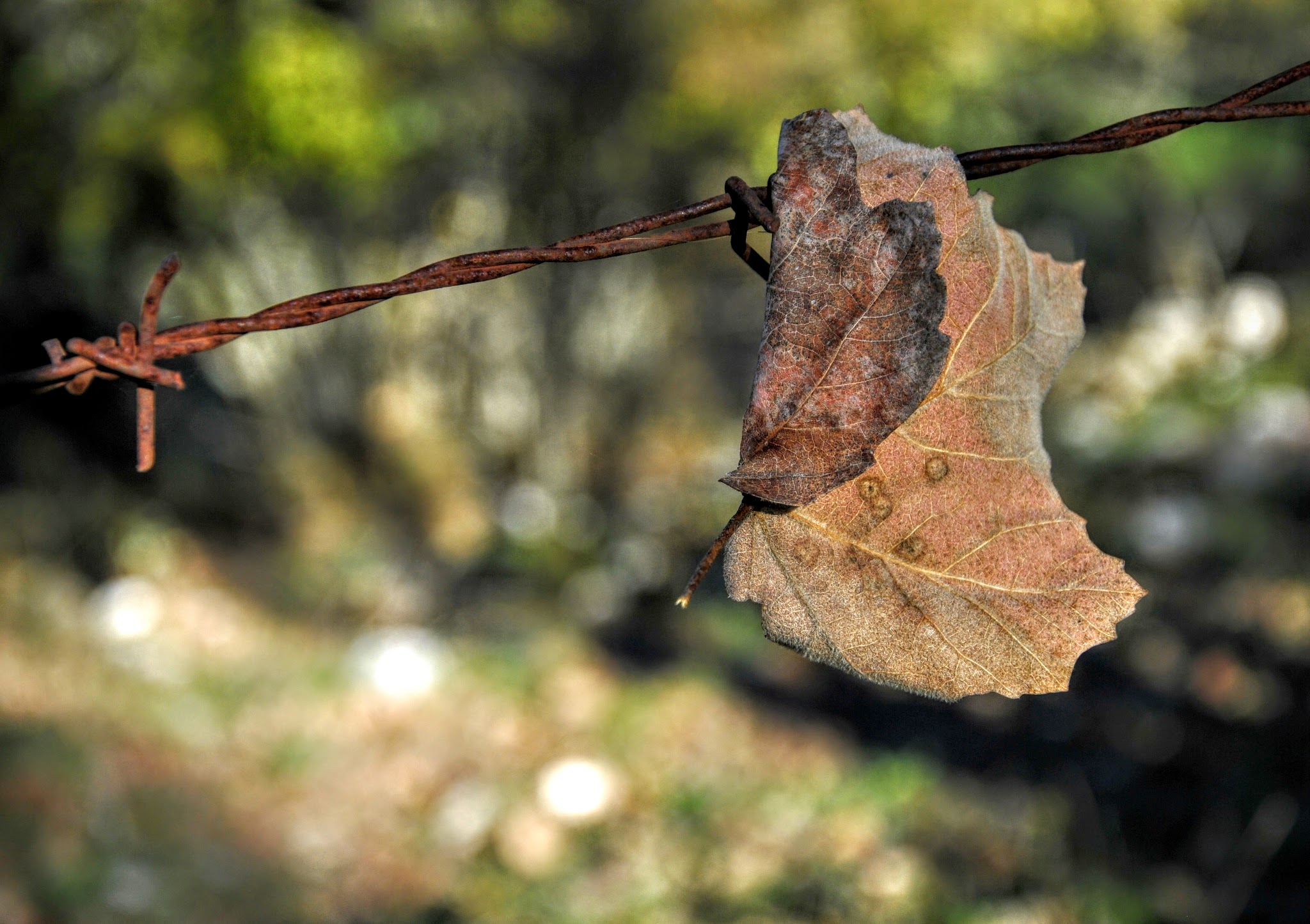 Il rumore della memoria...