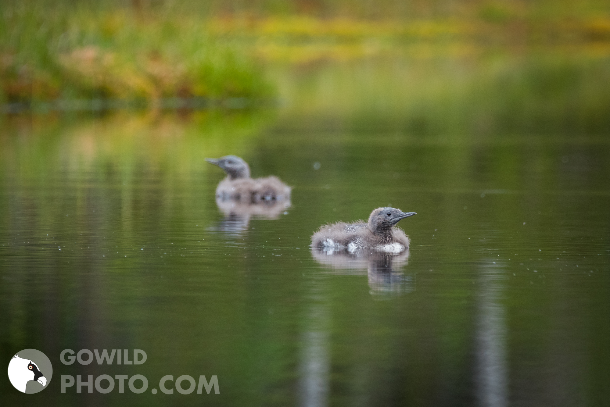Strolaghe Minori in attesa - Gavia Stellata