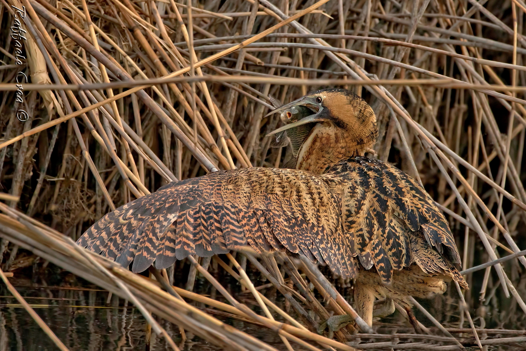 Bittern: The Fishing