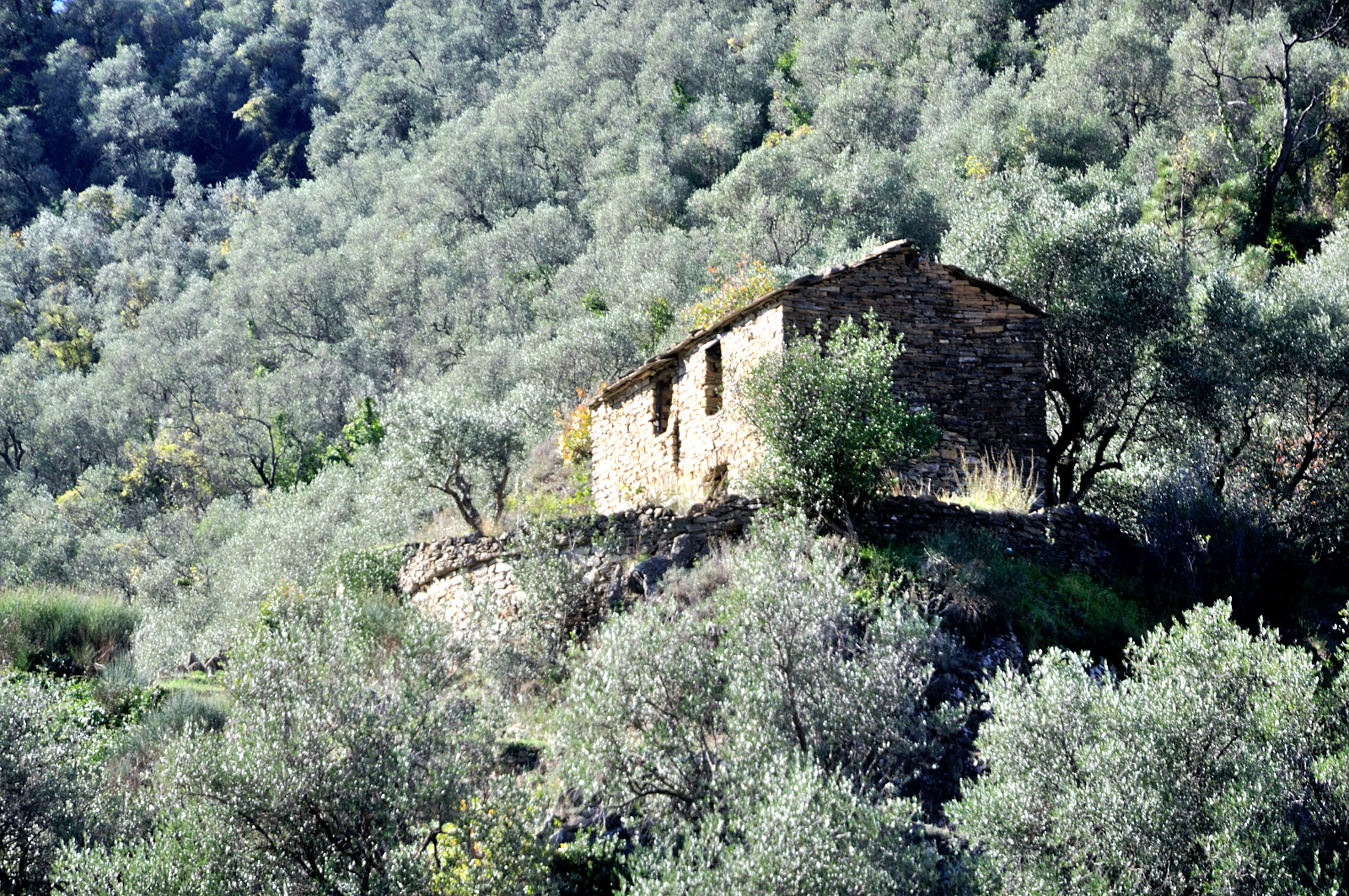 Up there, among the Silver Olives, there is a sad Silence