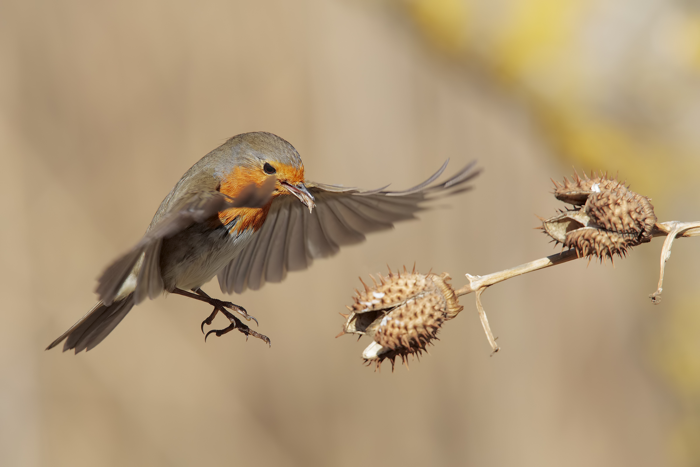 non mi fate arrabbiare il petty....5