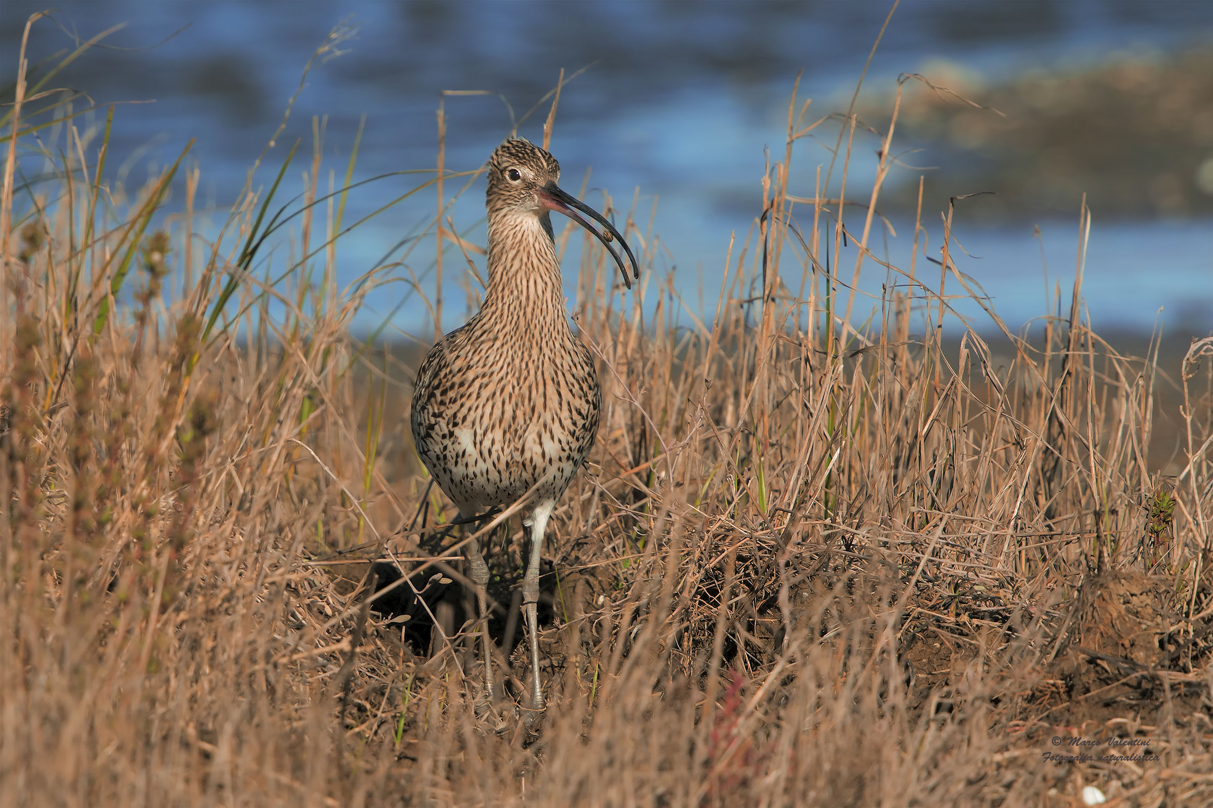 Curlew and the dome
