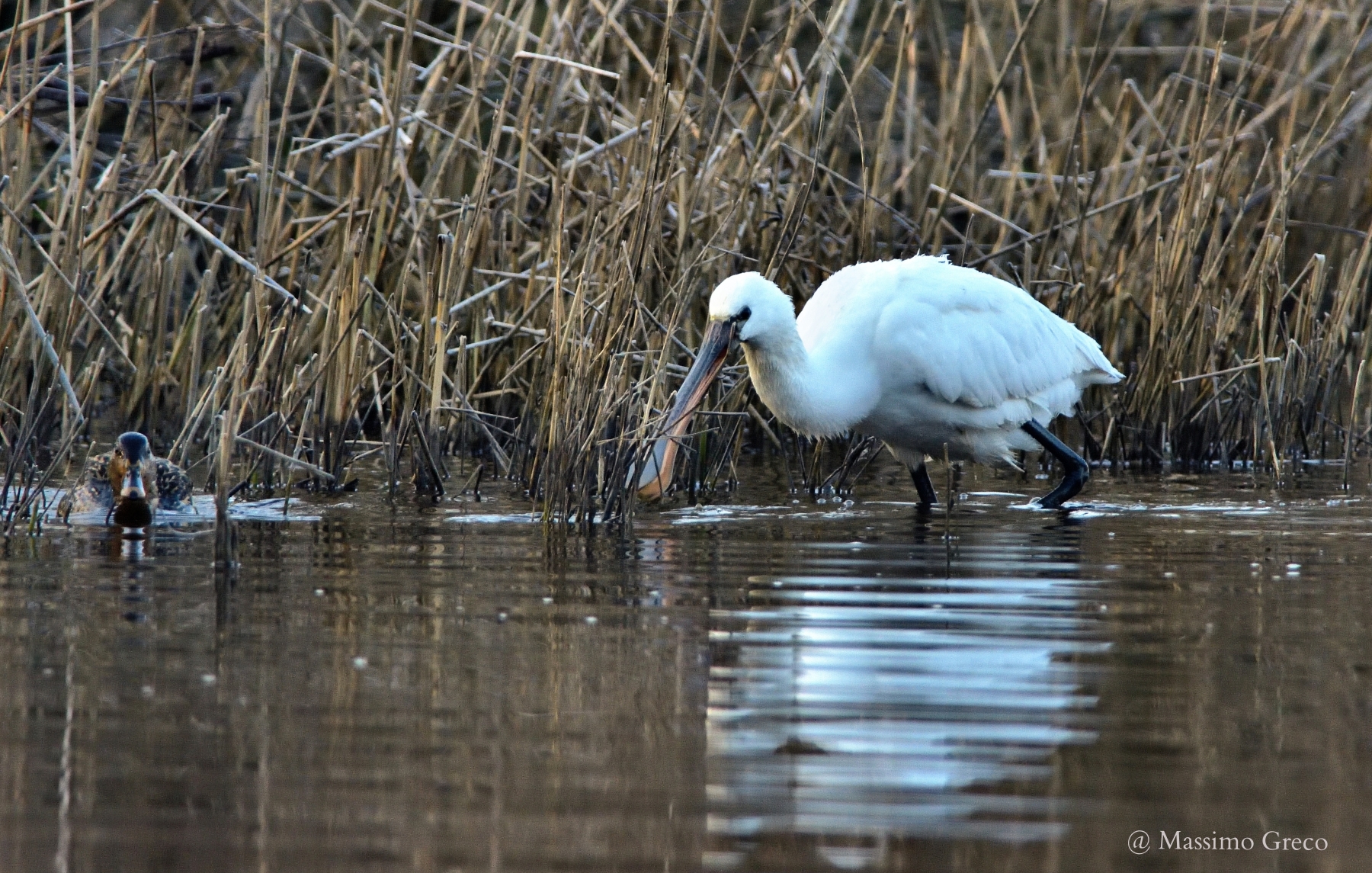 Spoonbill (Platalea leucorodia)