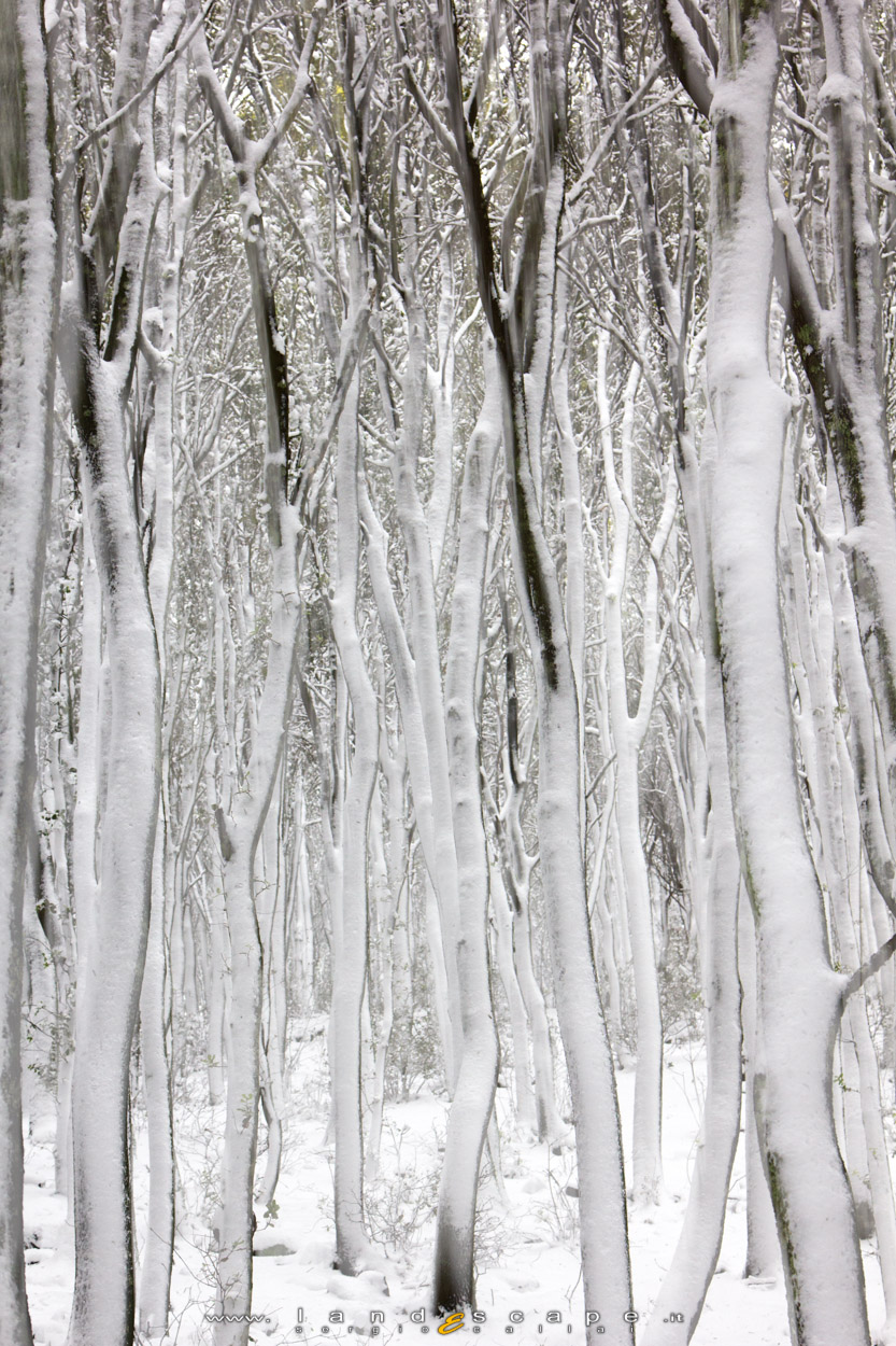 icy forest