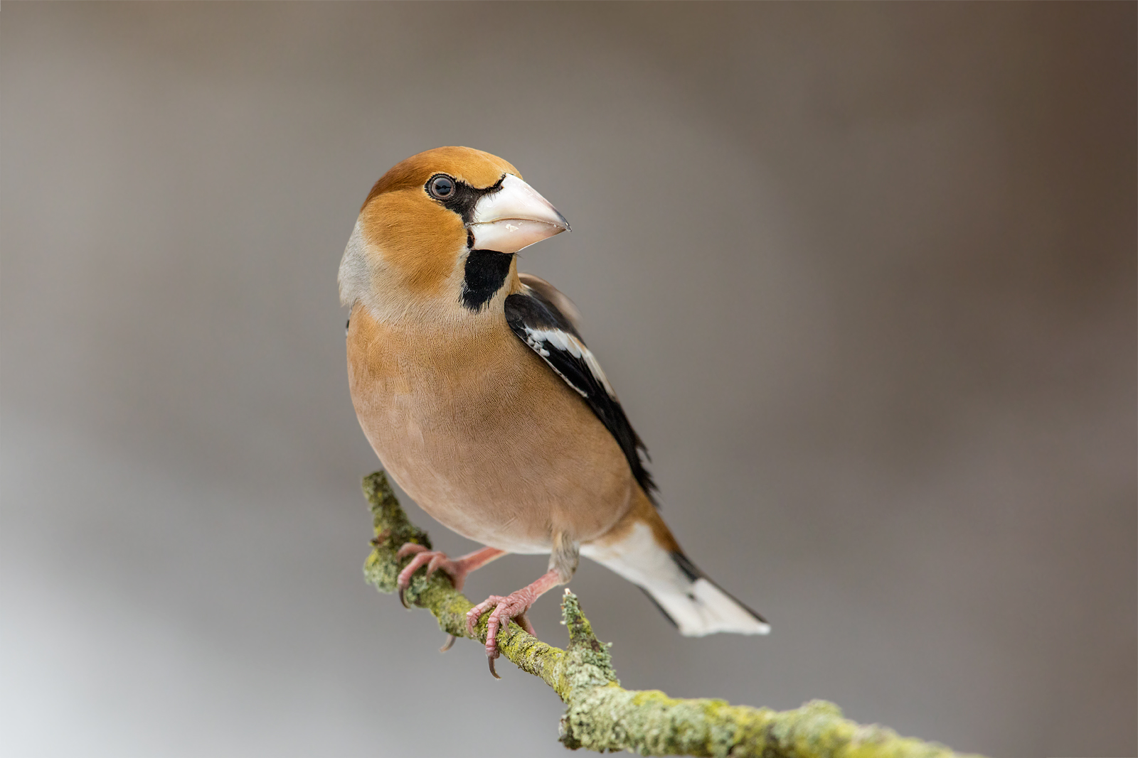 Frosone (Coccothraustes coccothraustes)