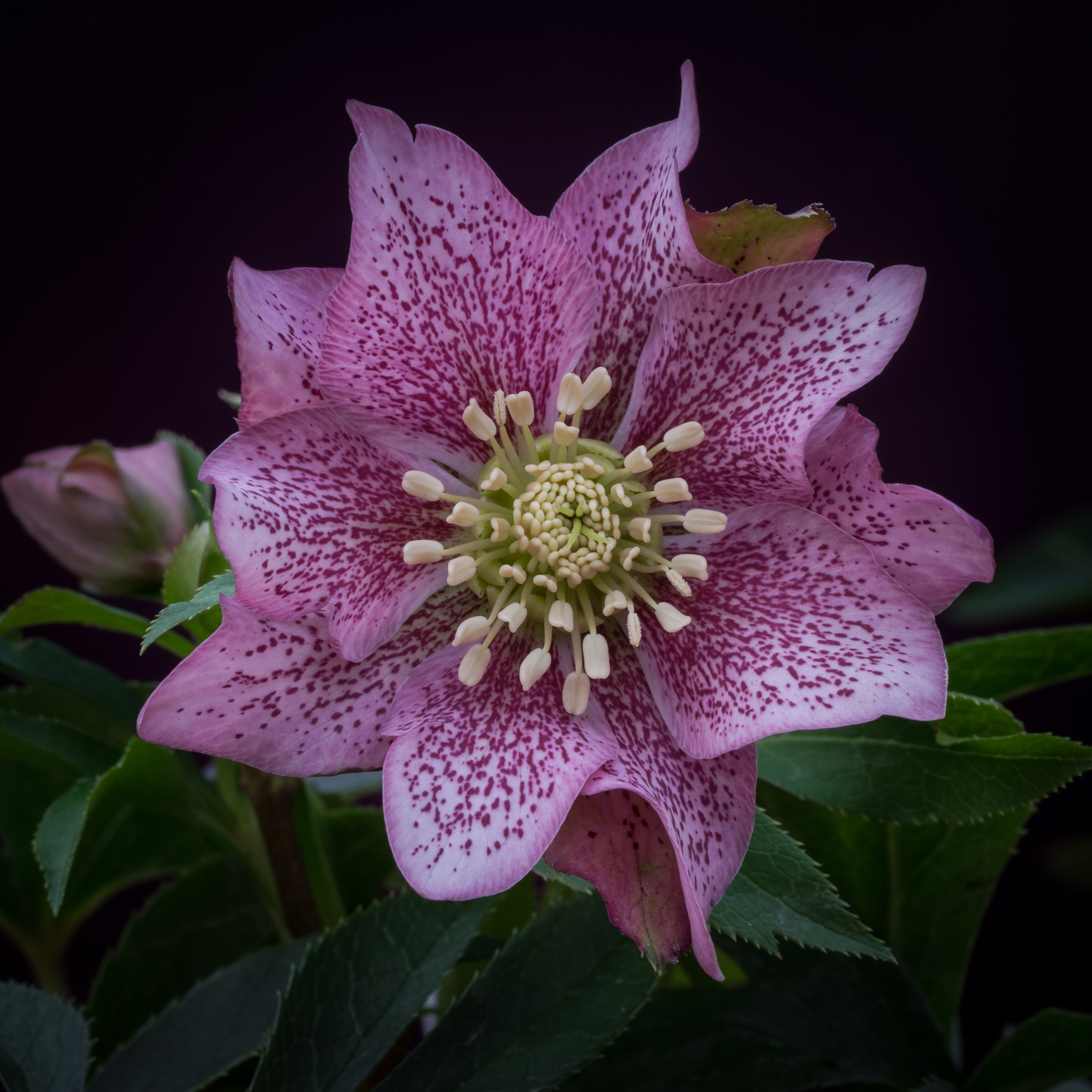 Helleborus orientalis