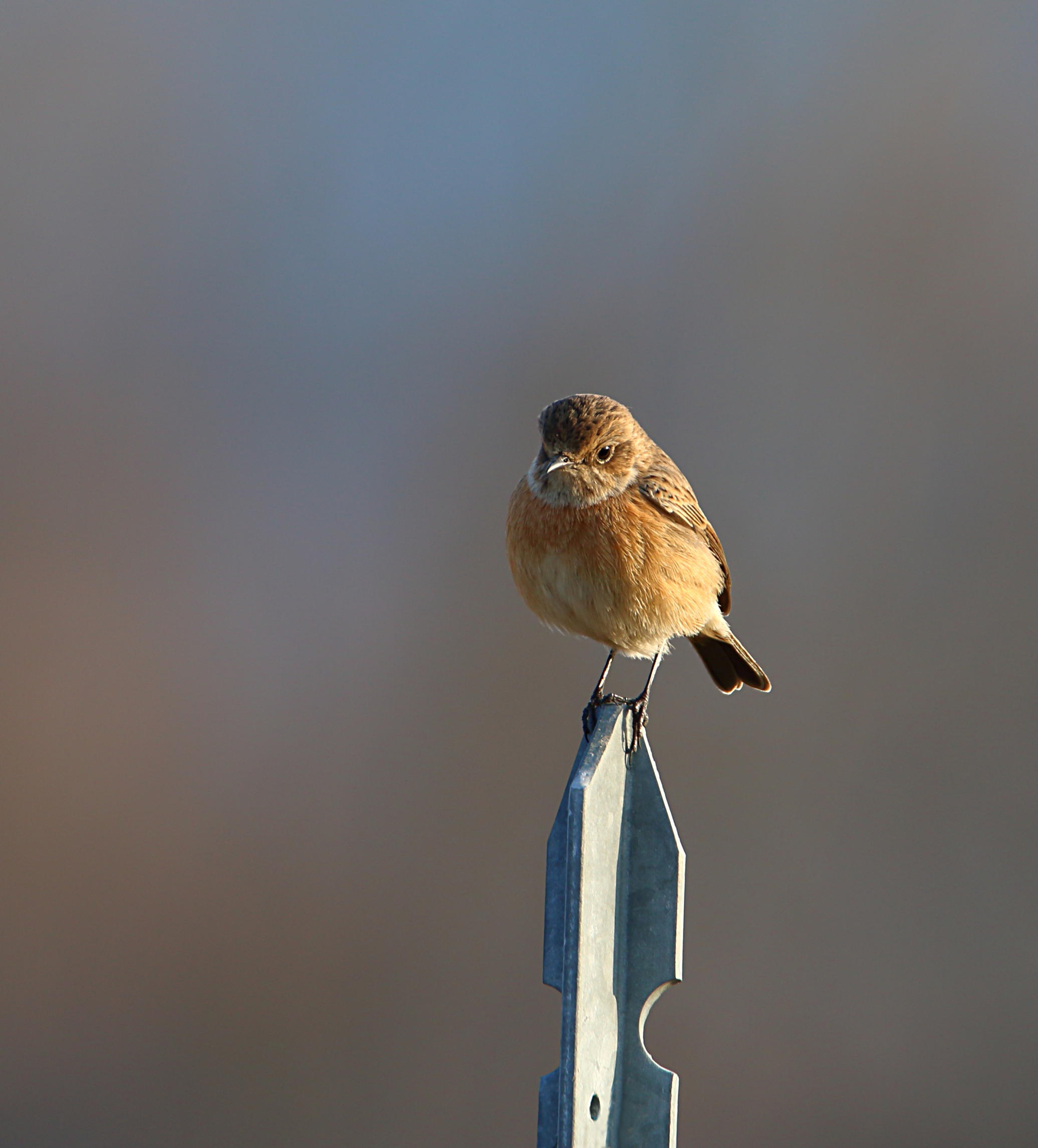 Saltimpalo sul "Palo"