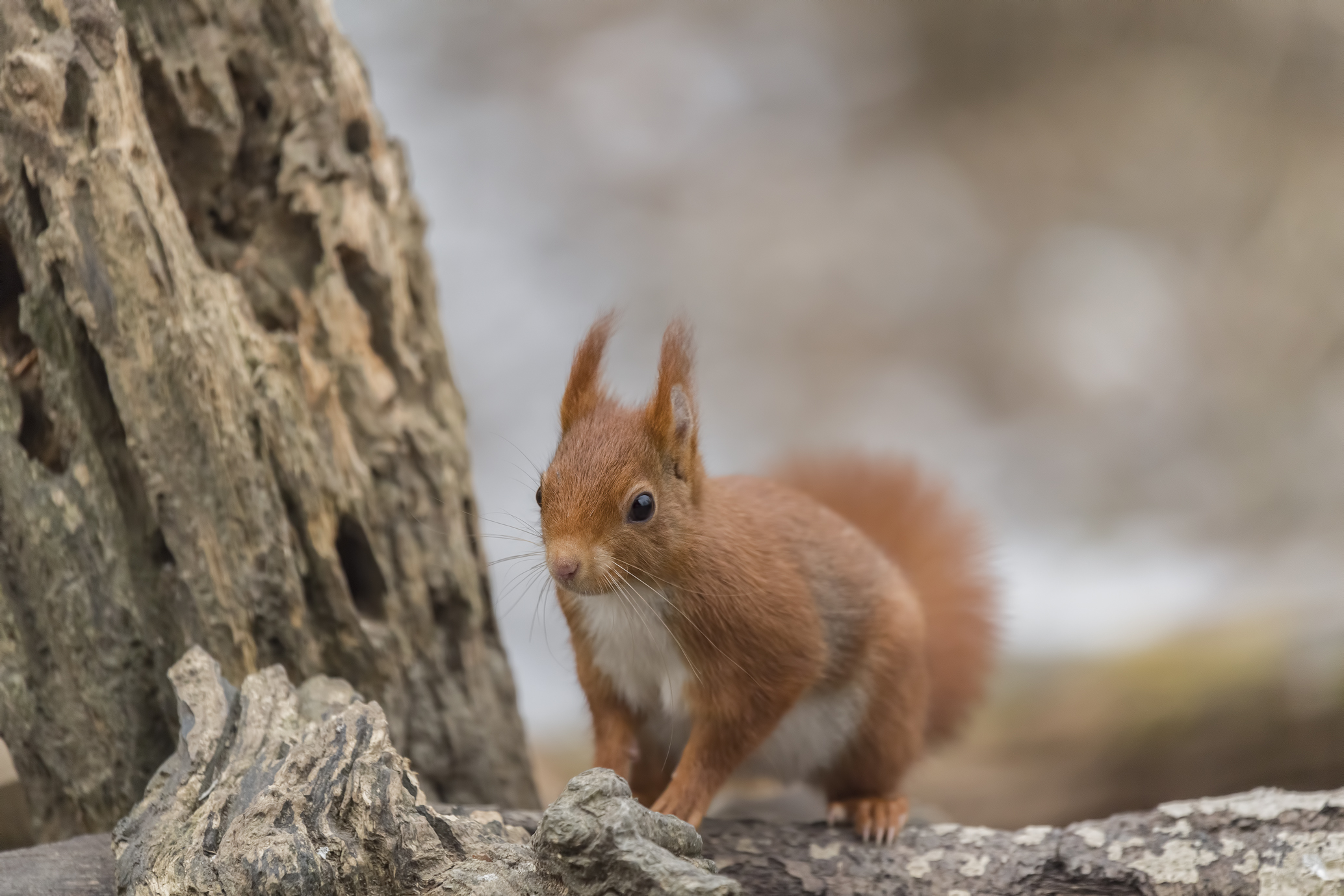 red squirrel