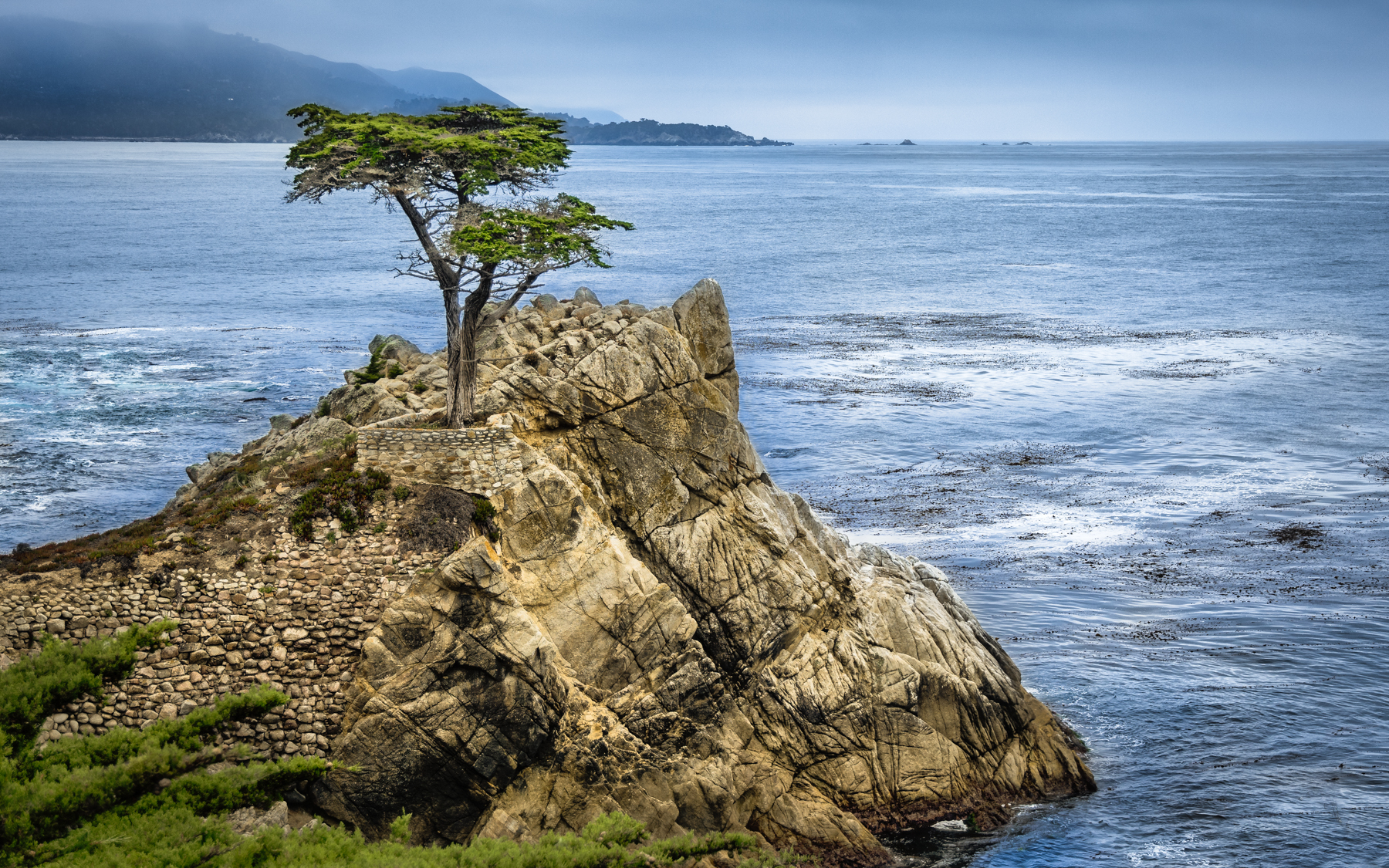 The lone cypress