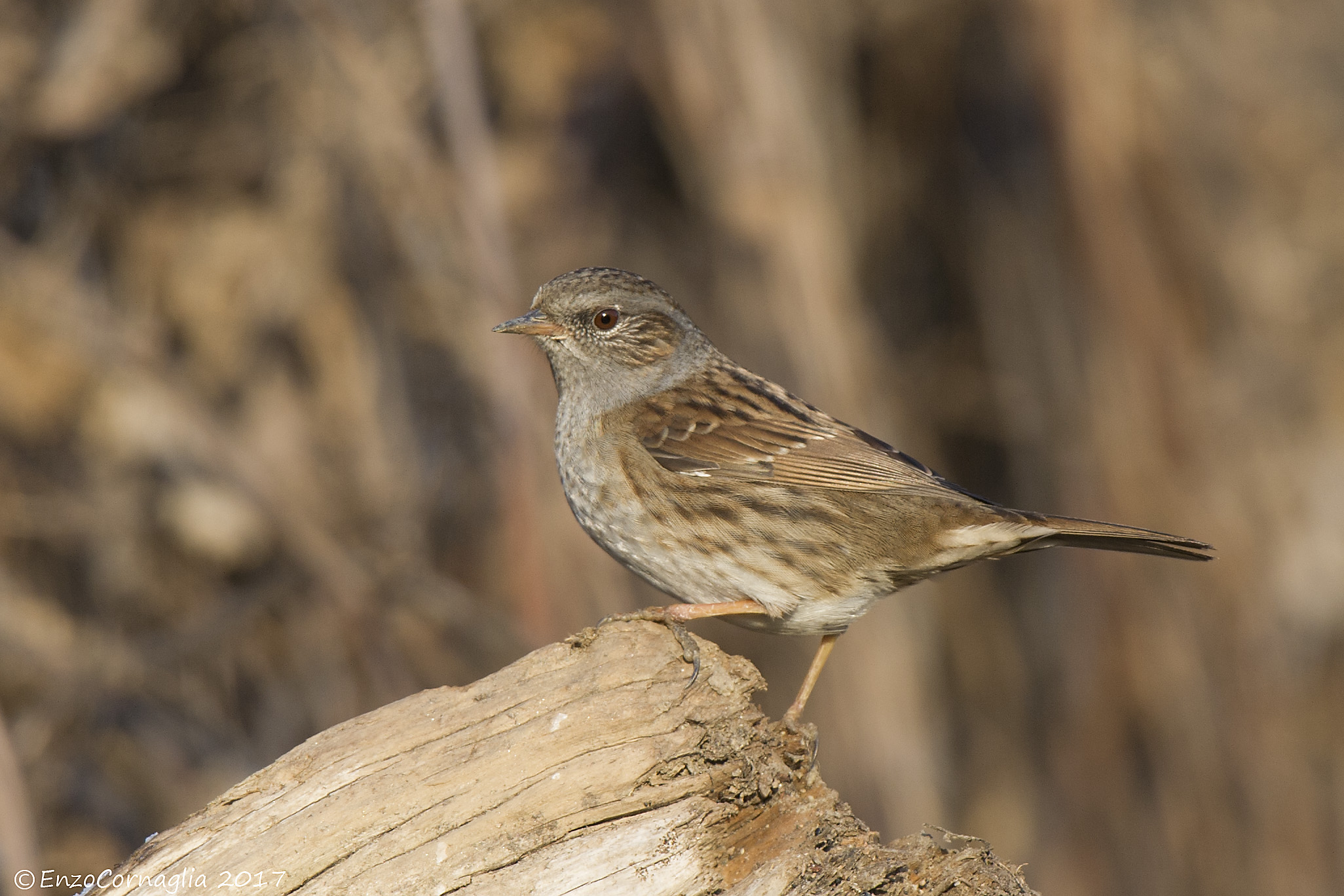 Dunnock