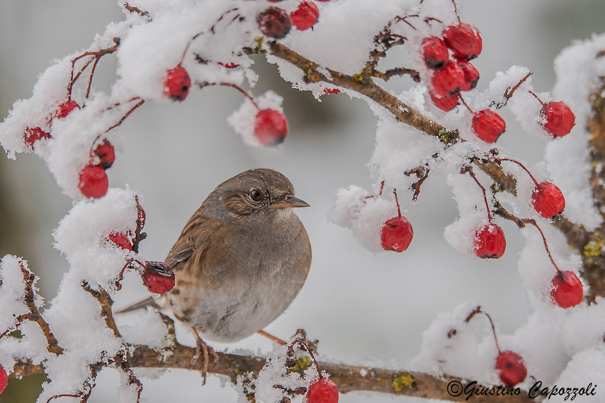 dunnock