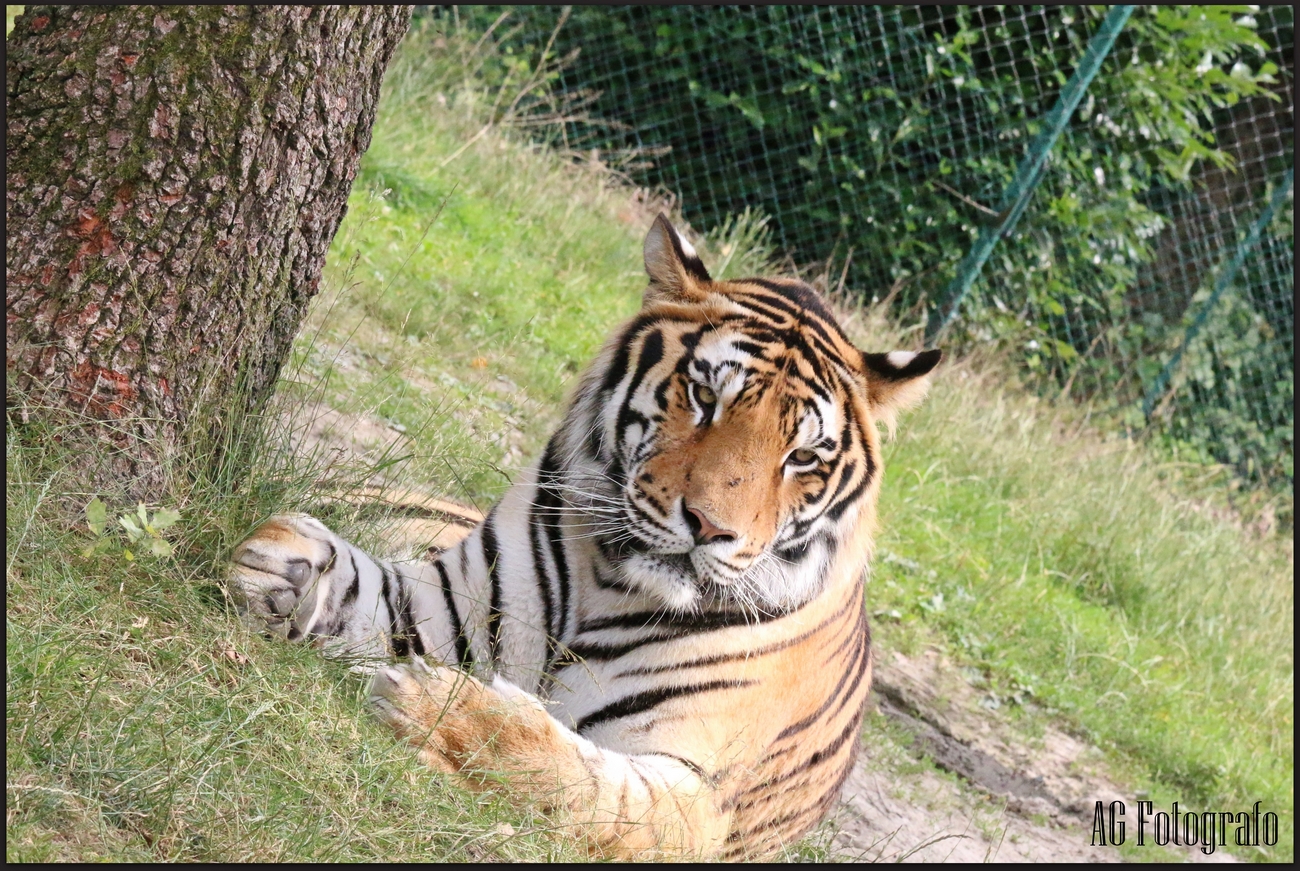 canon 70d tamron 70 200 2.8