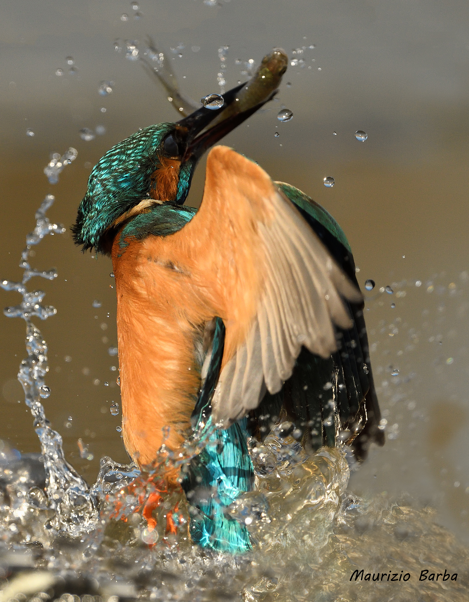 Kingfisher in ski