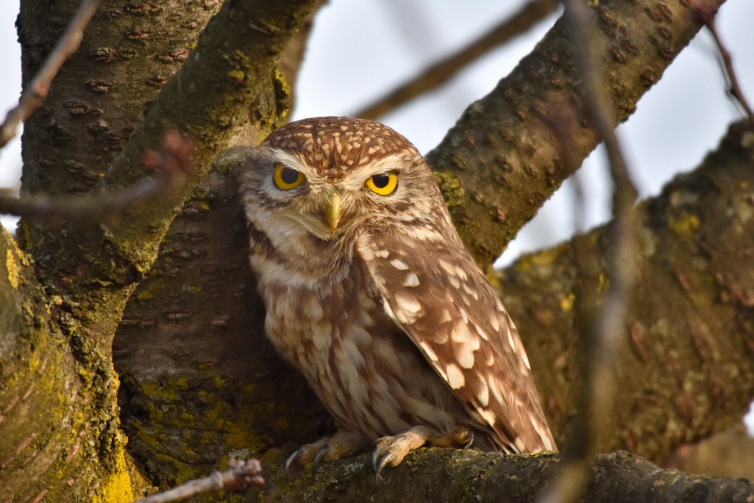 Owl in the branches ...