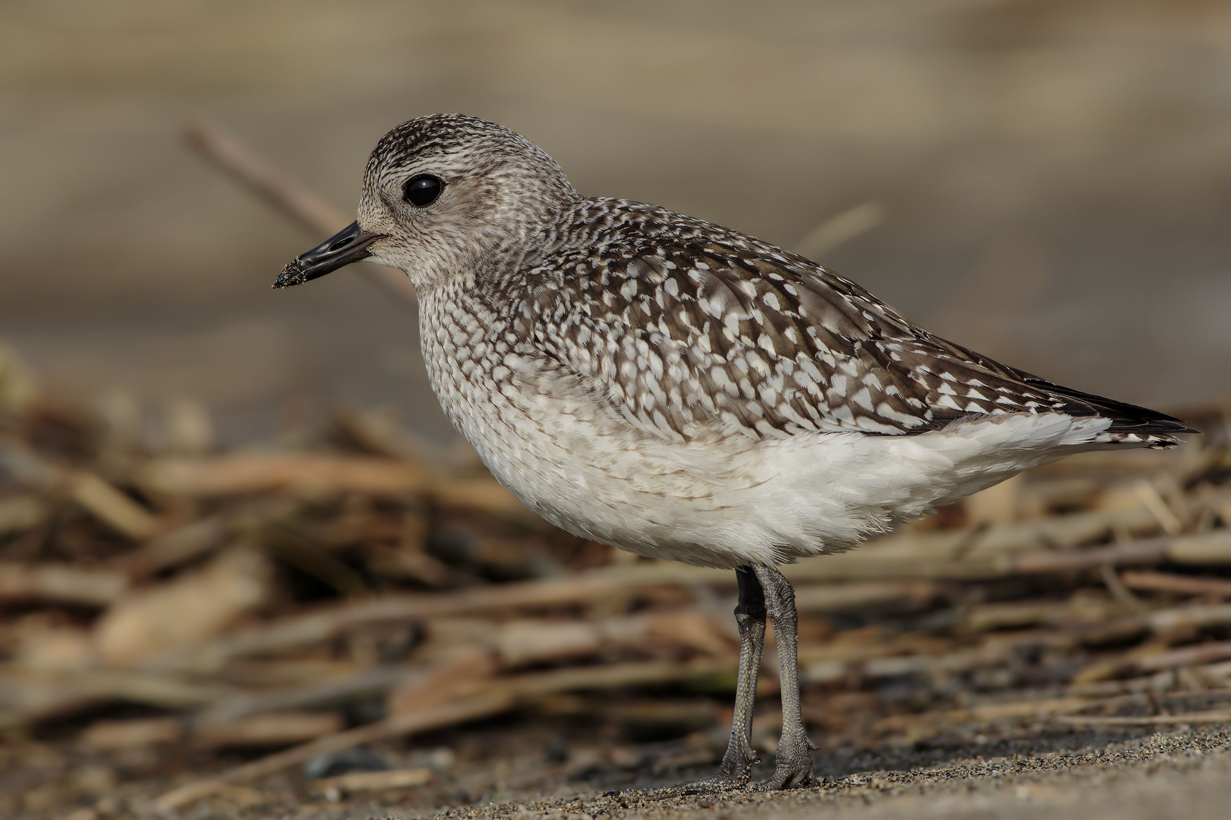 Grey Plover