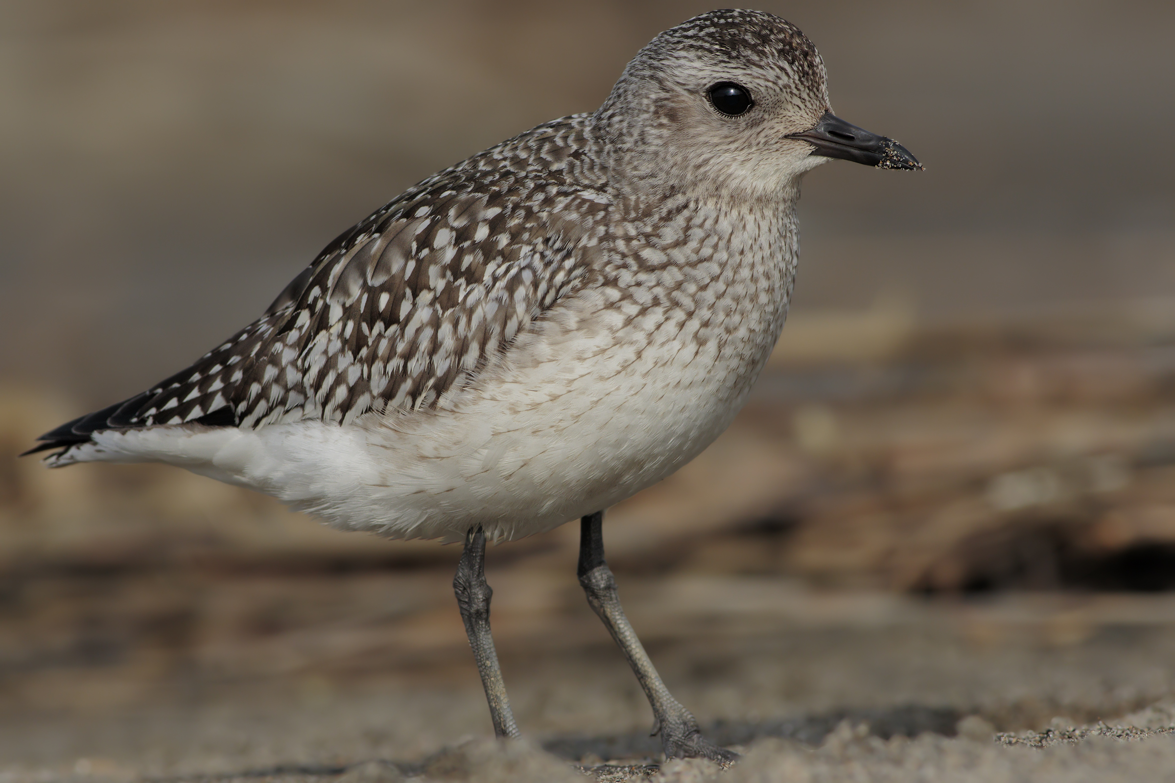 Grey Plover
