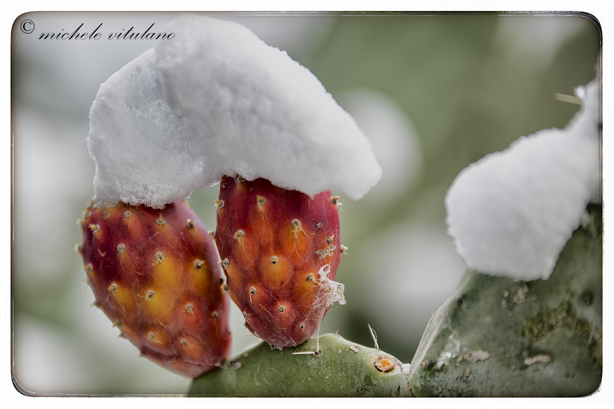 fichi d'india innevati