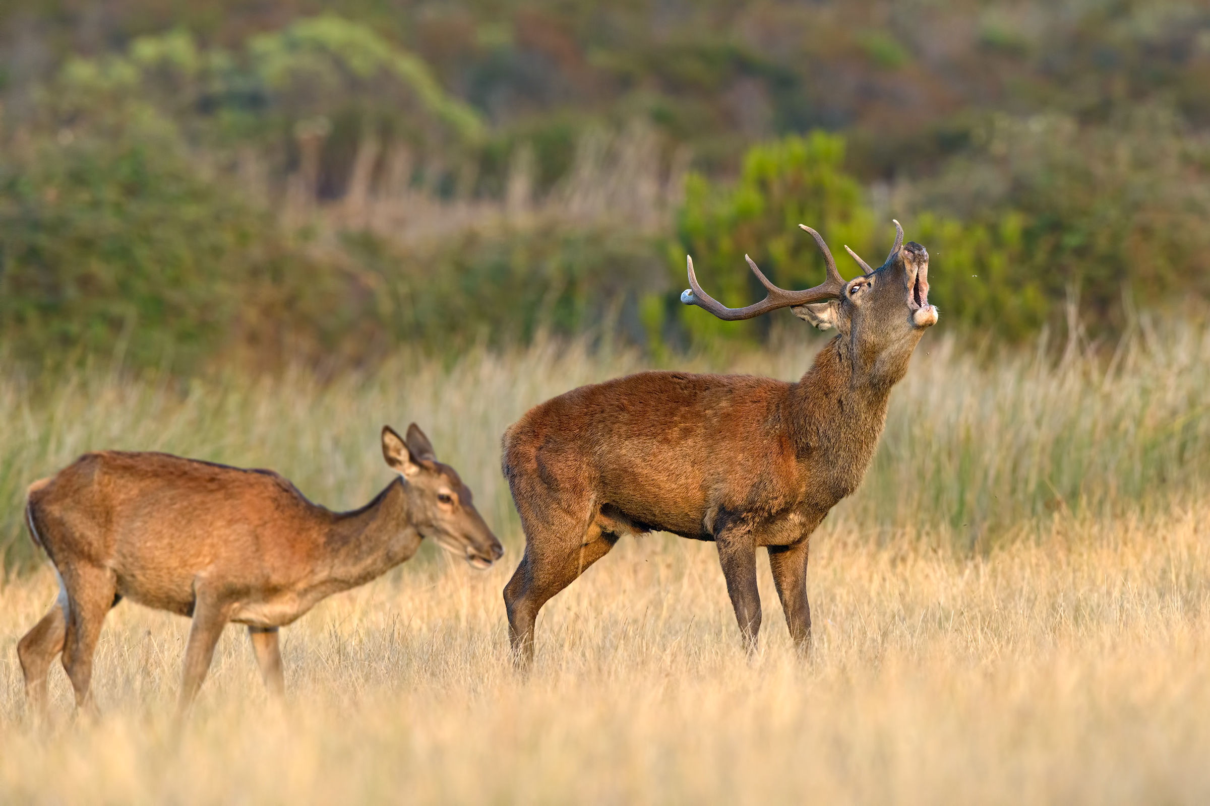 belling of Sardinian deer