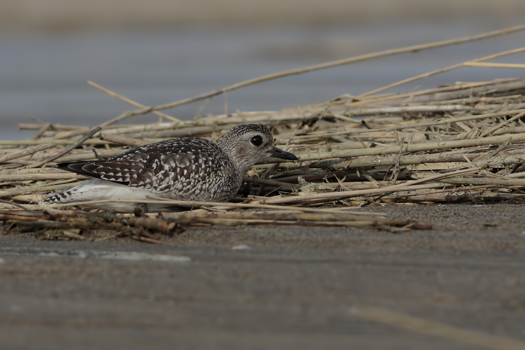 Grey Plover