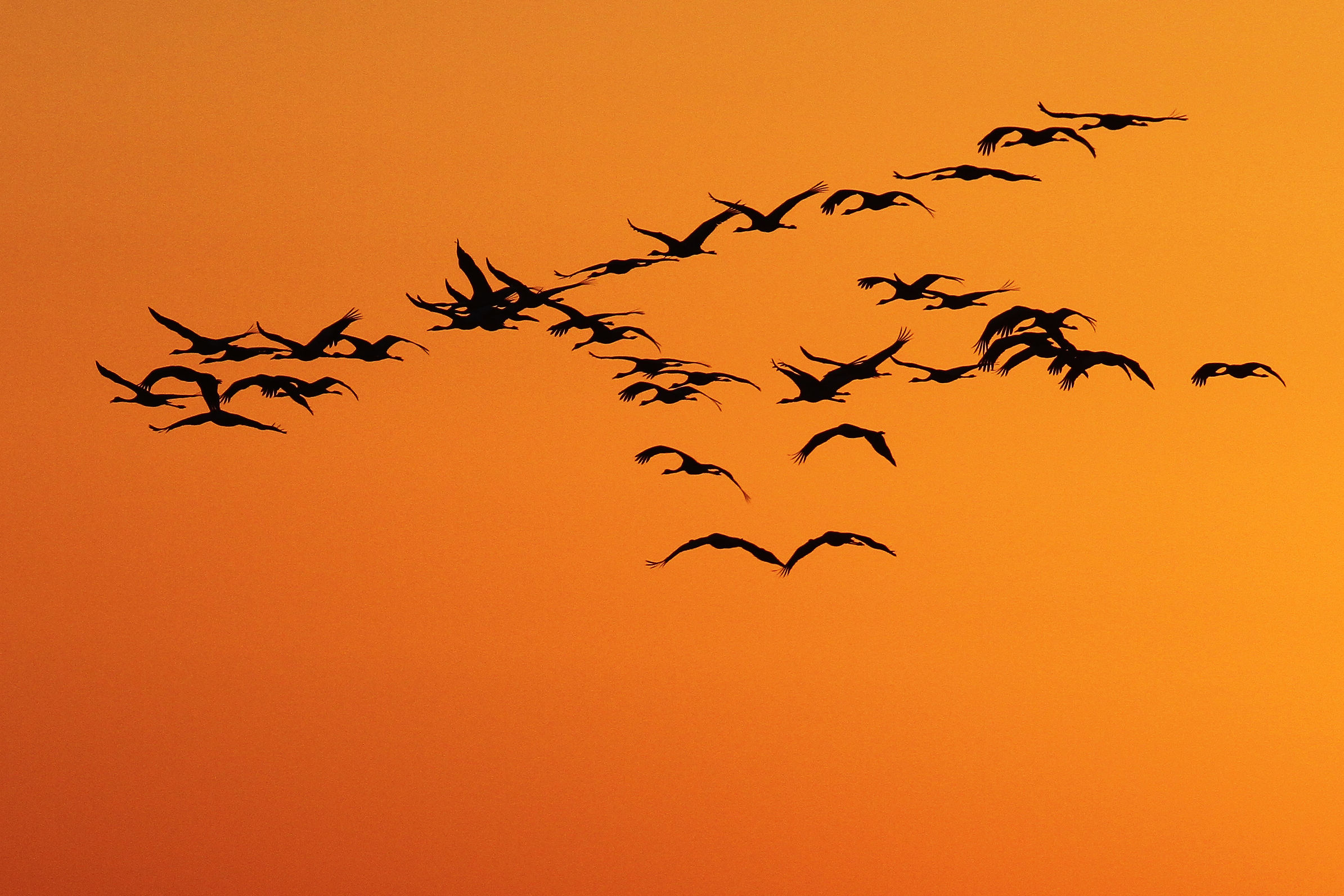 Crane at sunset in Mezzano (fe)
