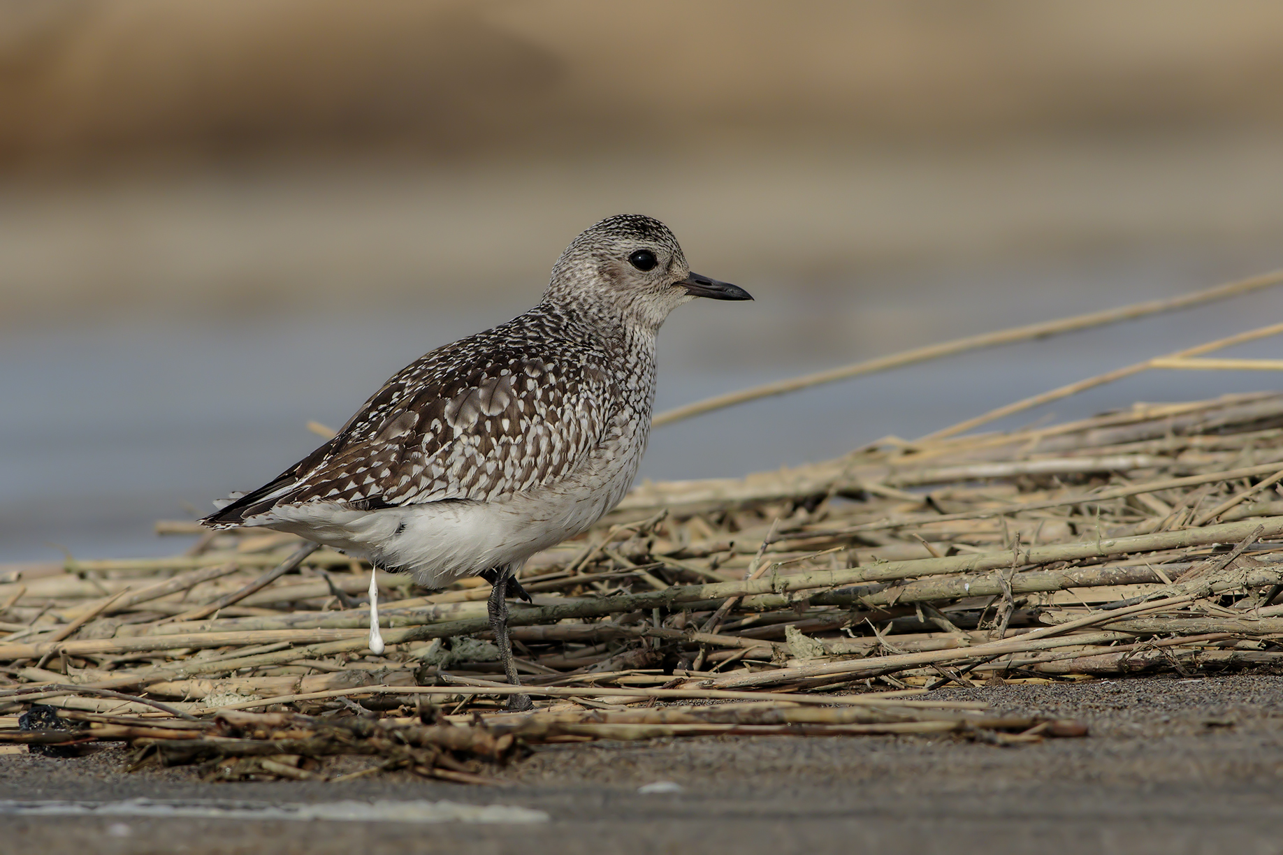 Grey Plover