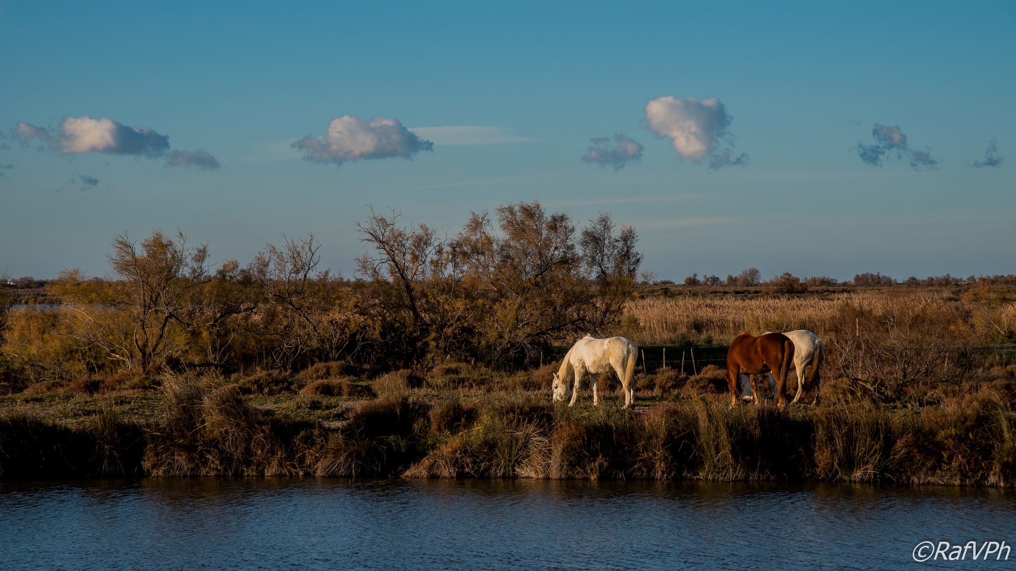 Horse Breakfast