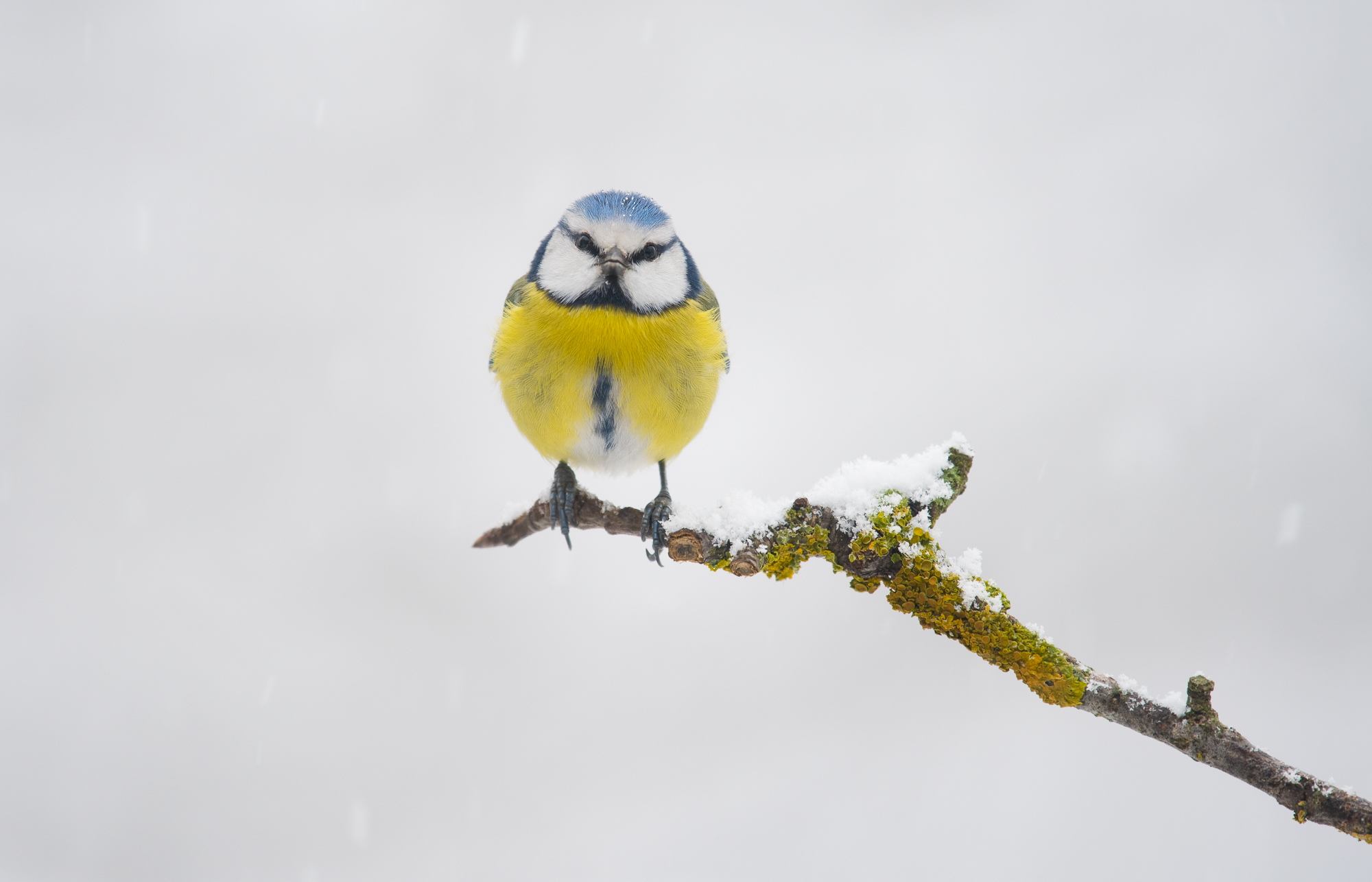 And nothing .... here it snows ...