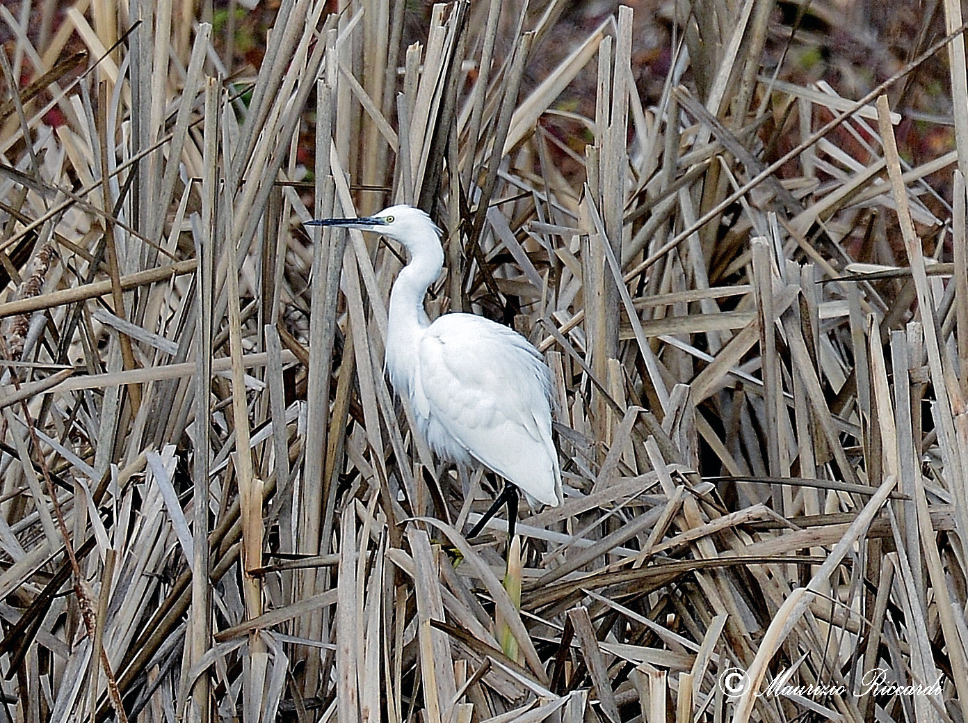 egret