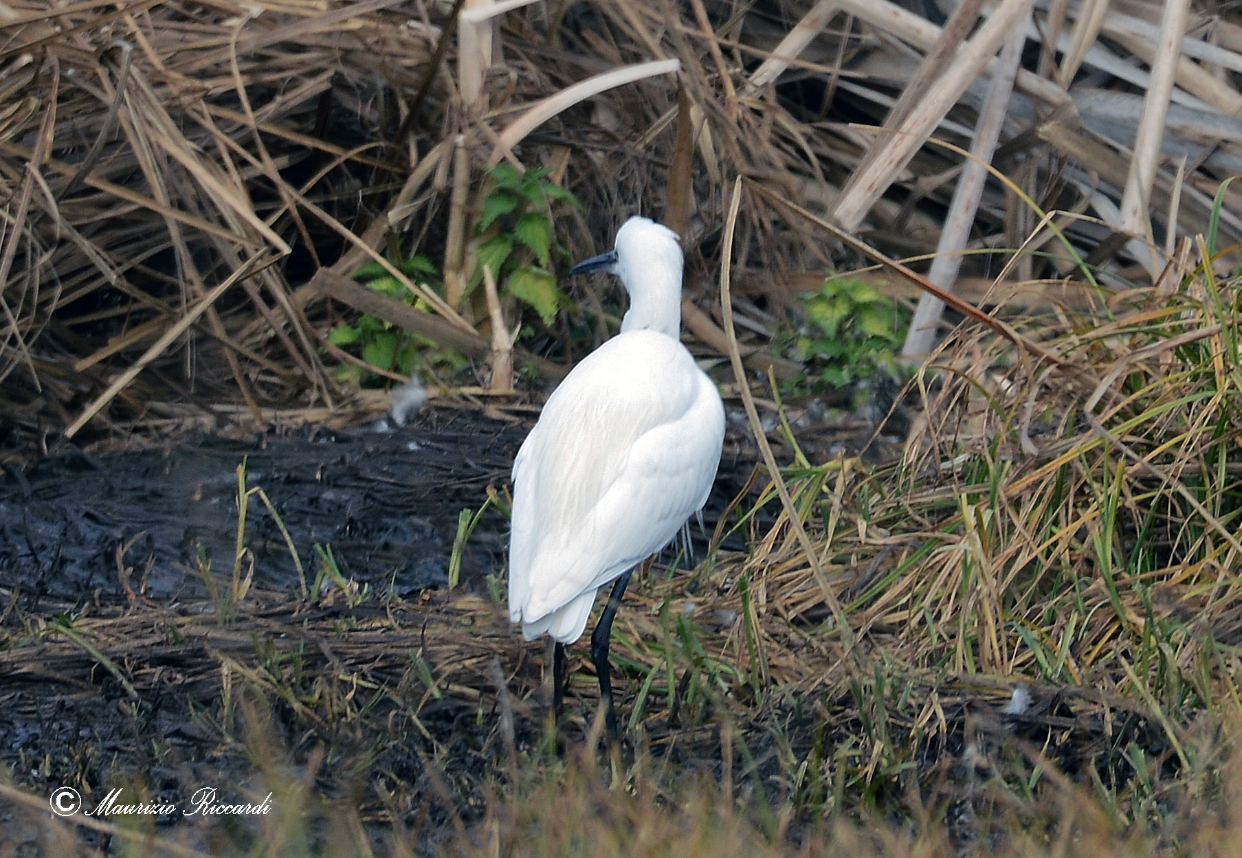 egret