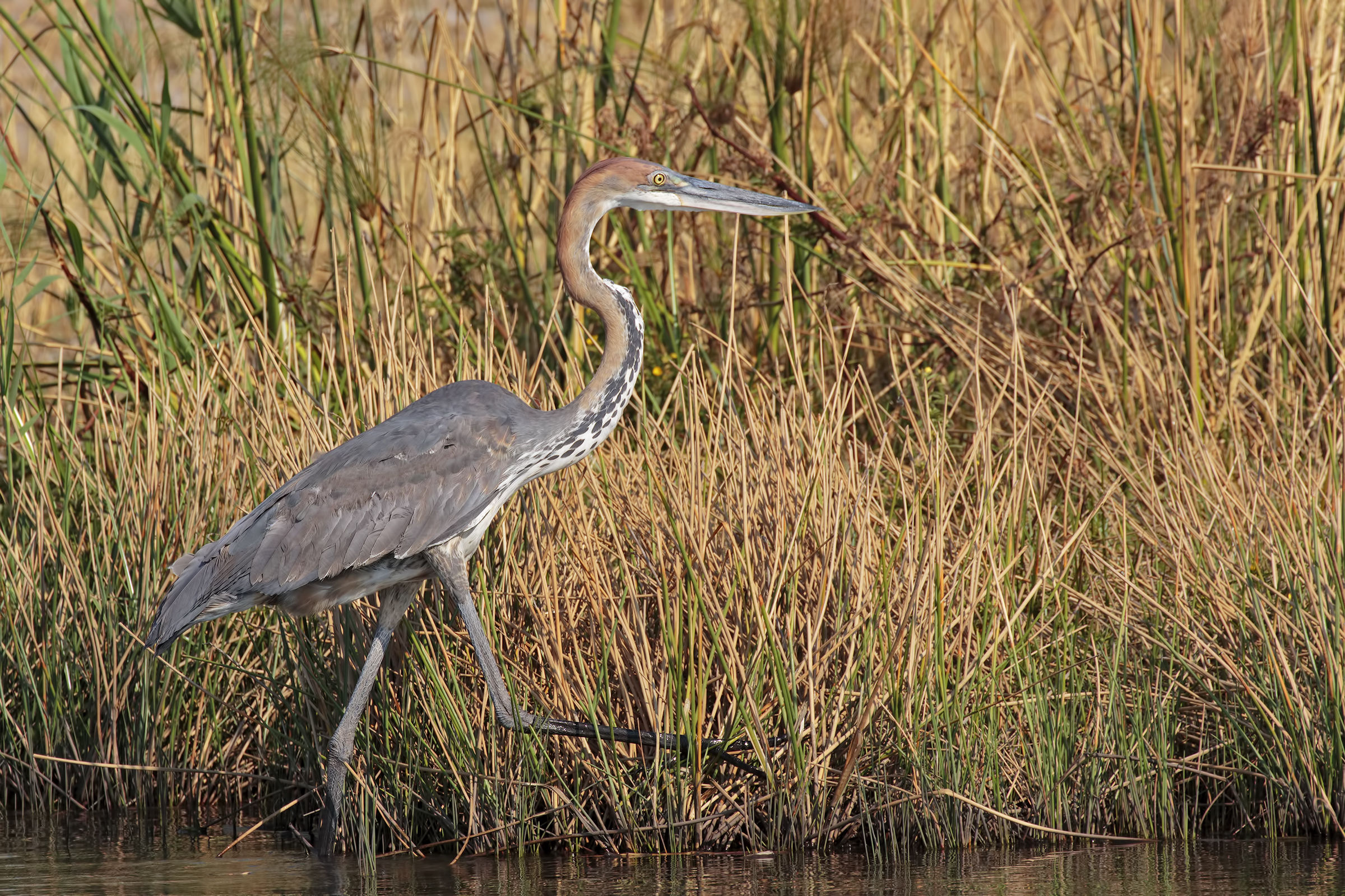 Goliath heron