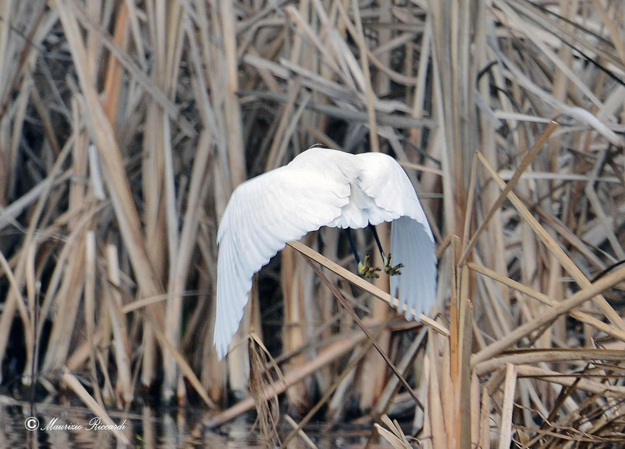egret