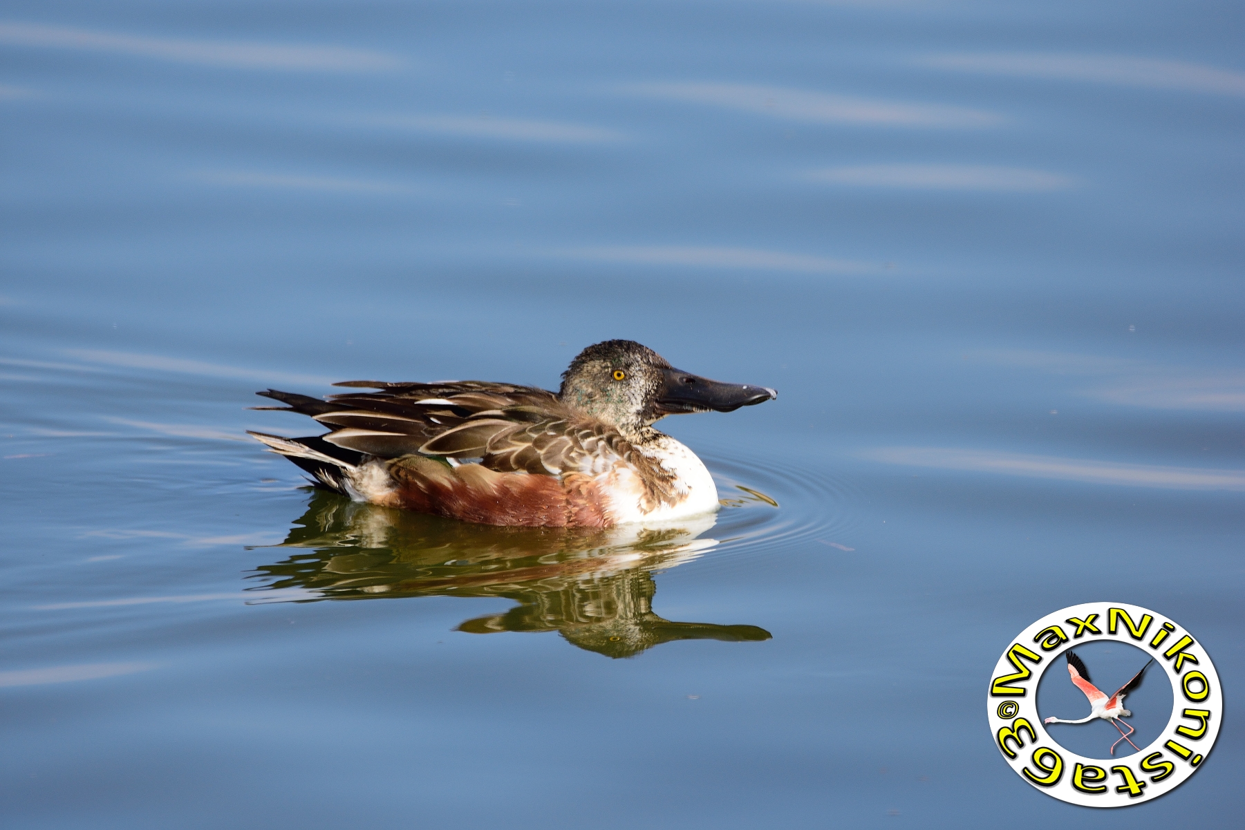 Shoveler female