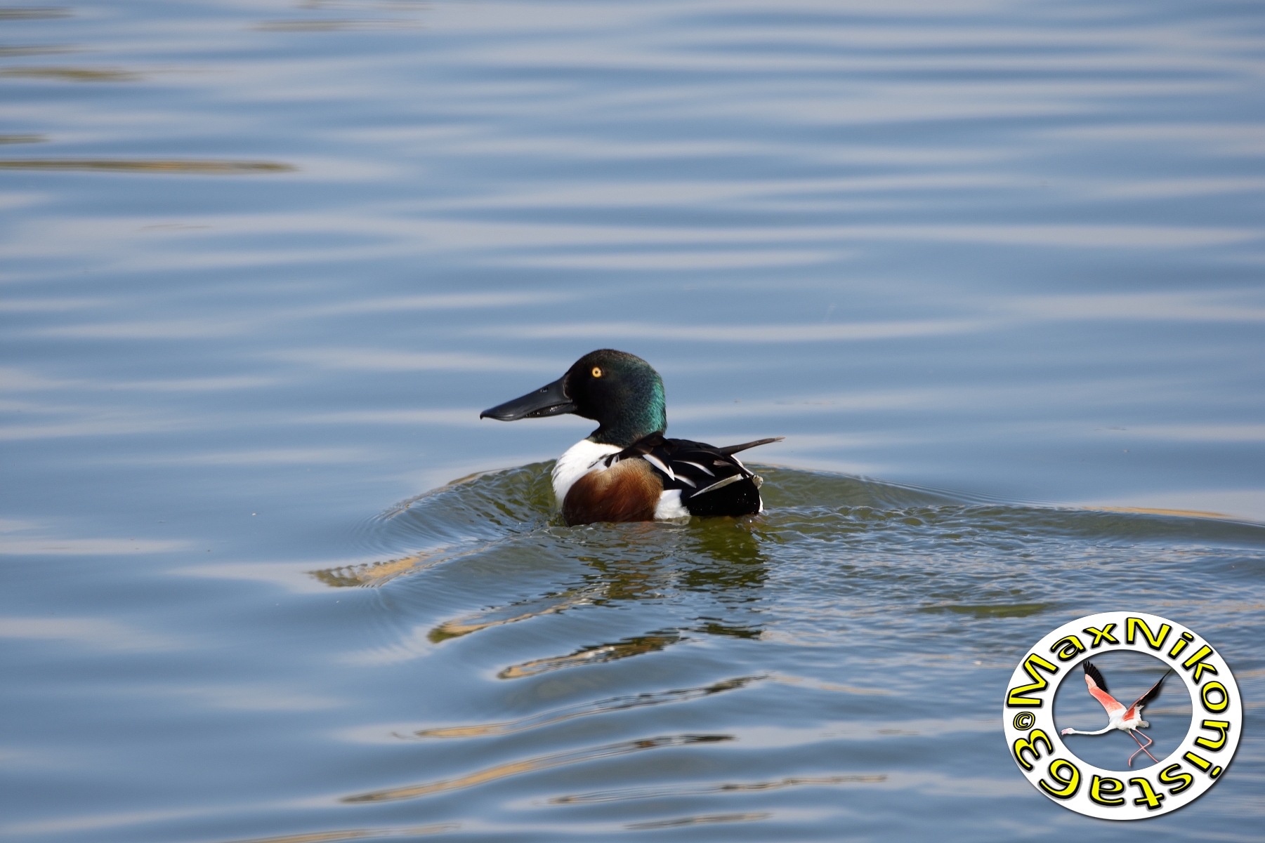 Shoveler male