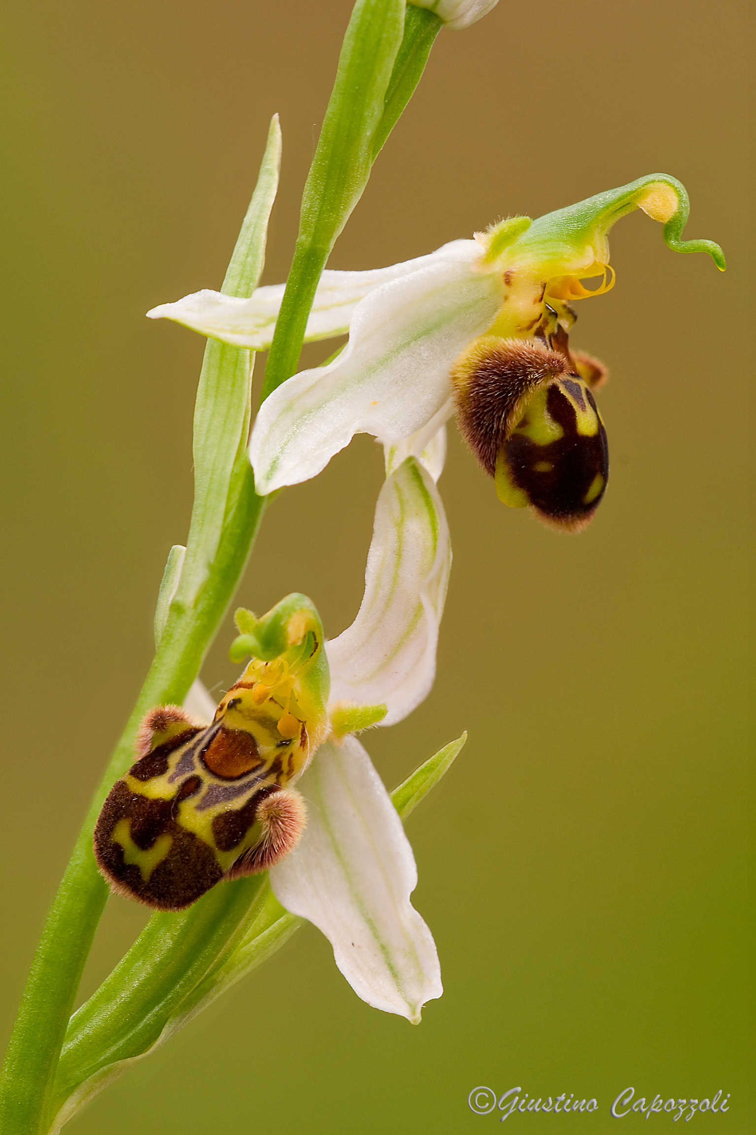 ophrys apifera