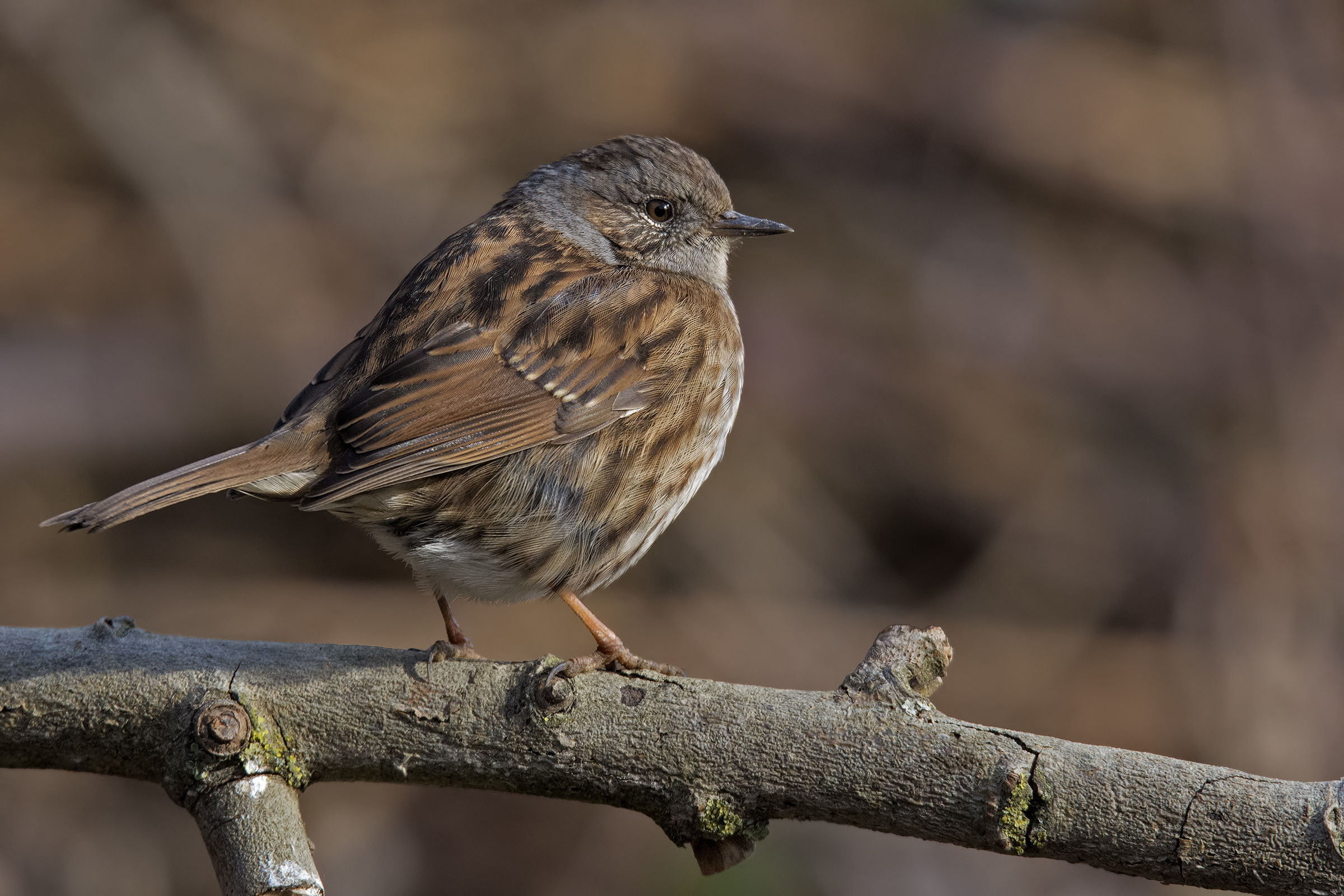 passera scopaiola (Prunella modularis)