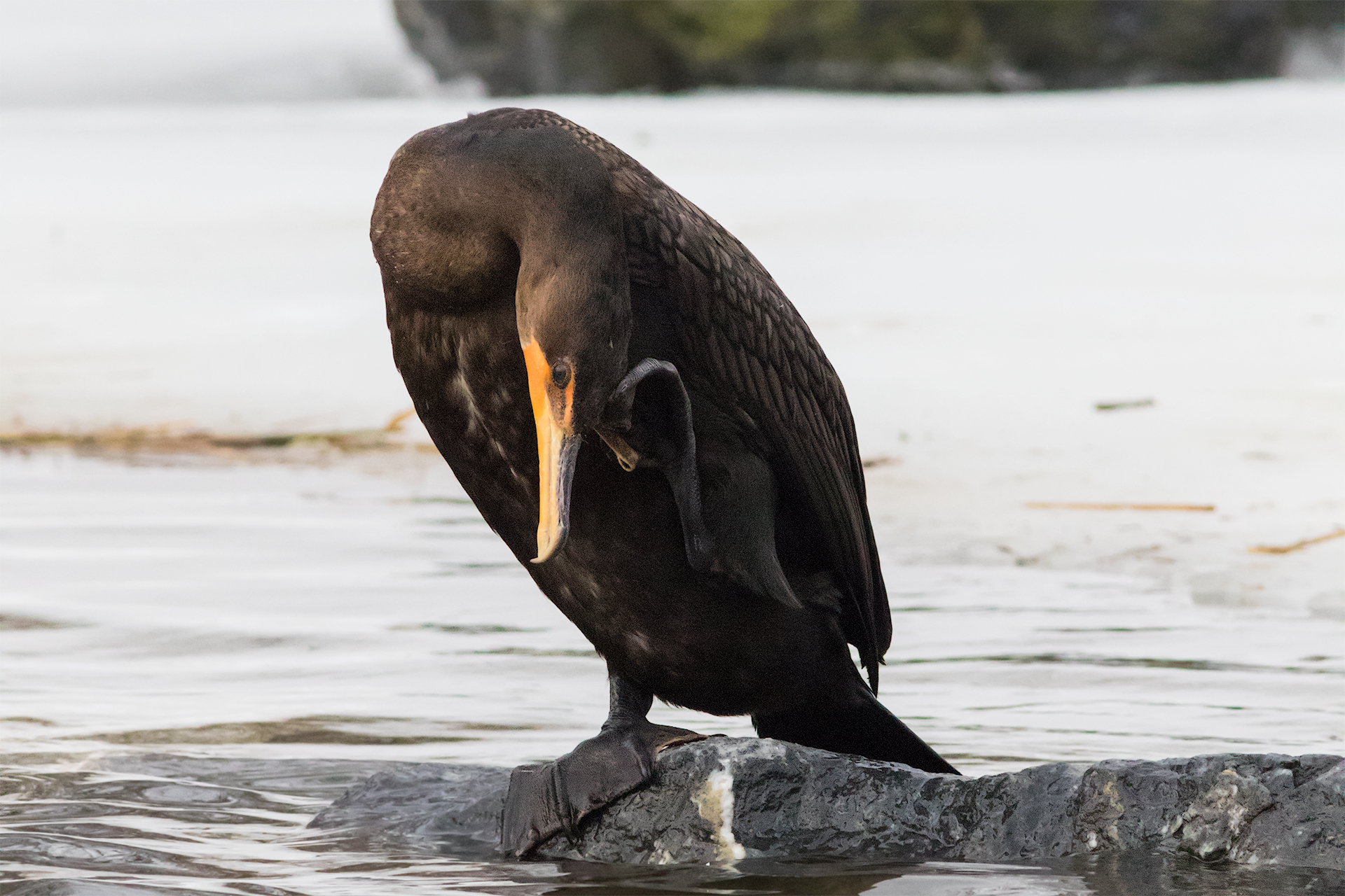 phalacrocorax auritus