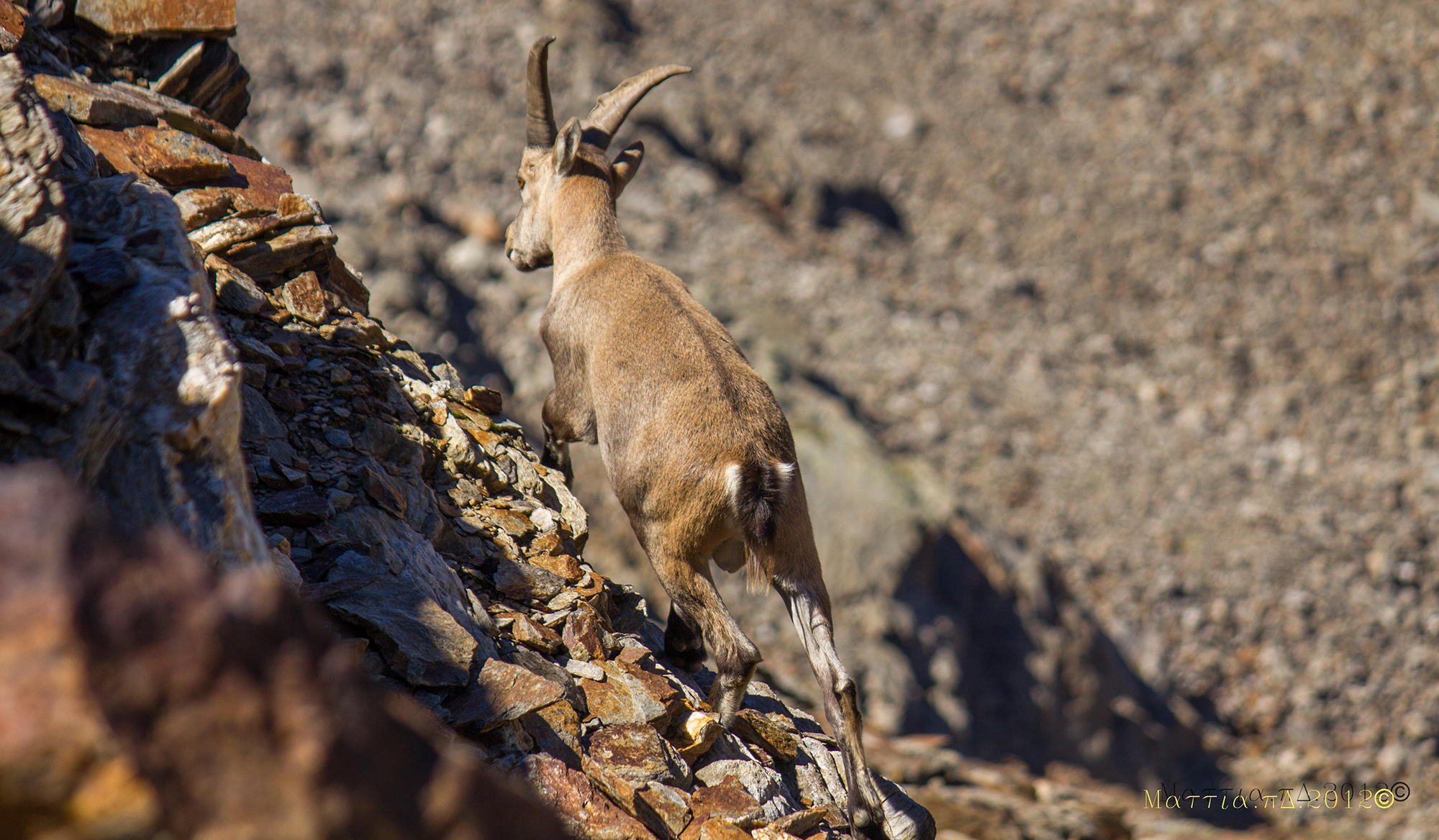 Stambecco sulla cima Gaviola