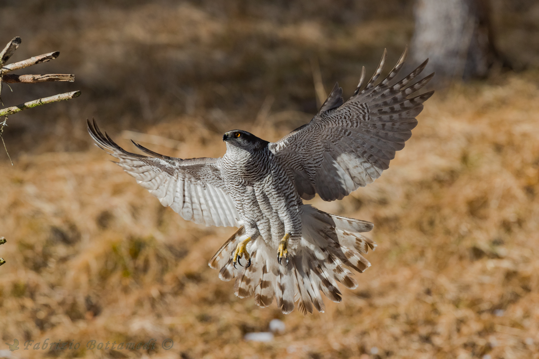 The majestic flight goshawk