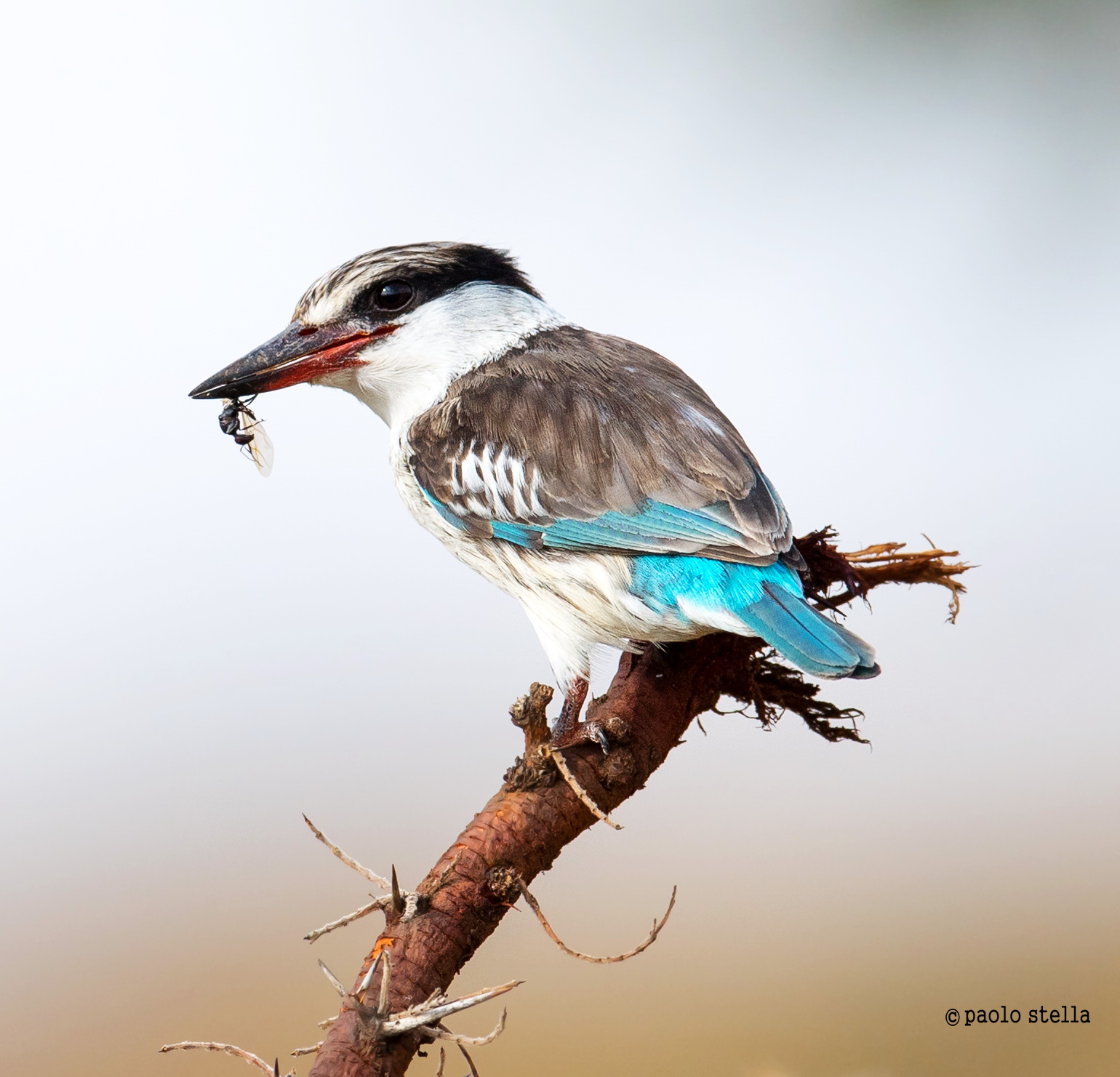 striped kingfisher (Halcyon chelicuti)