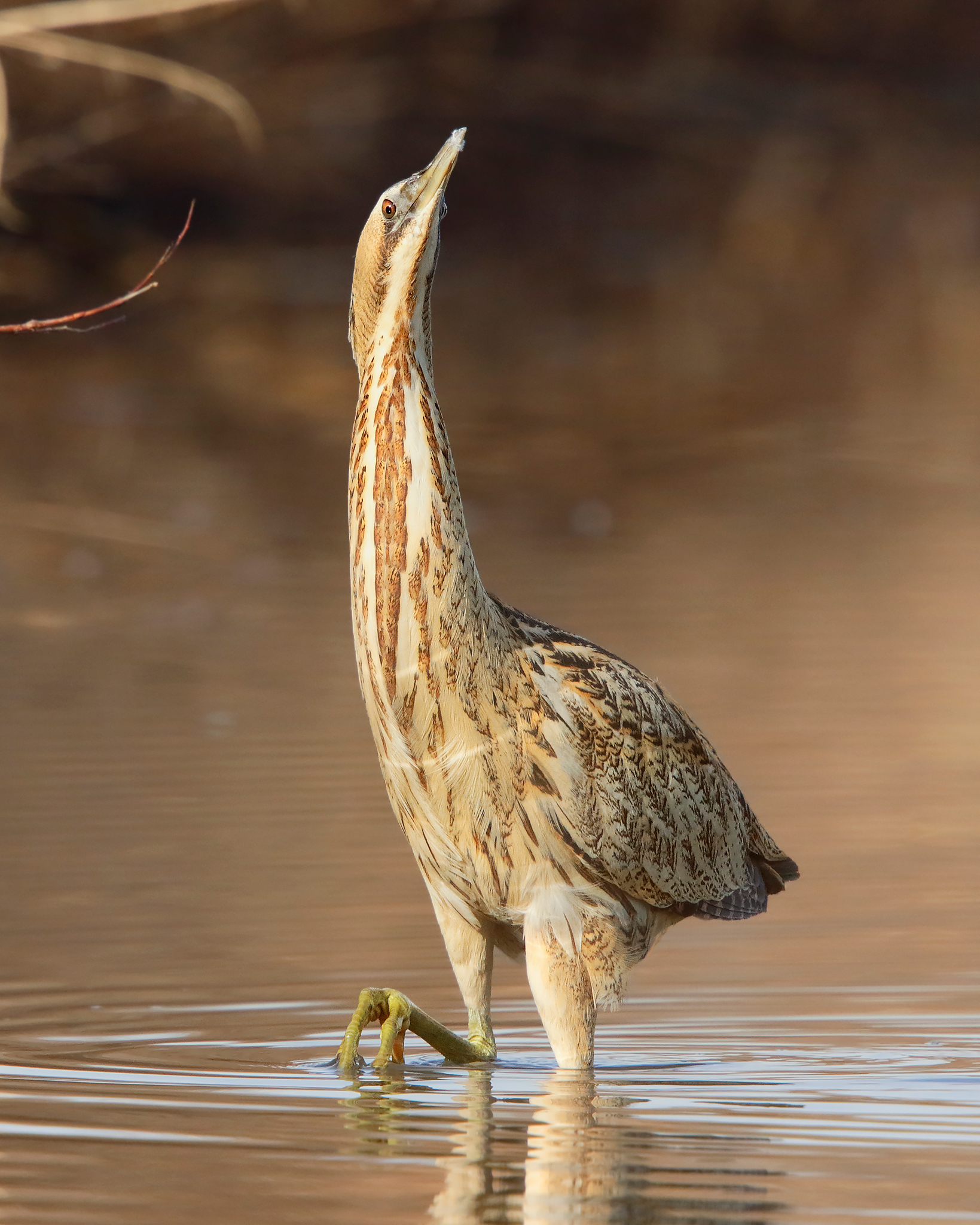 bittern upward