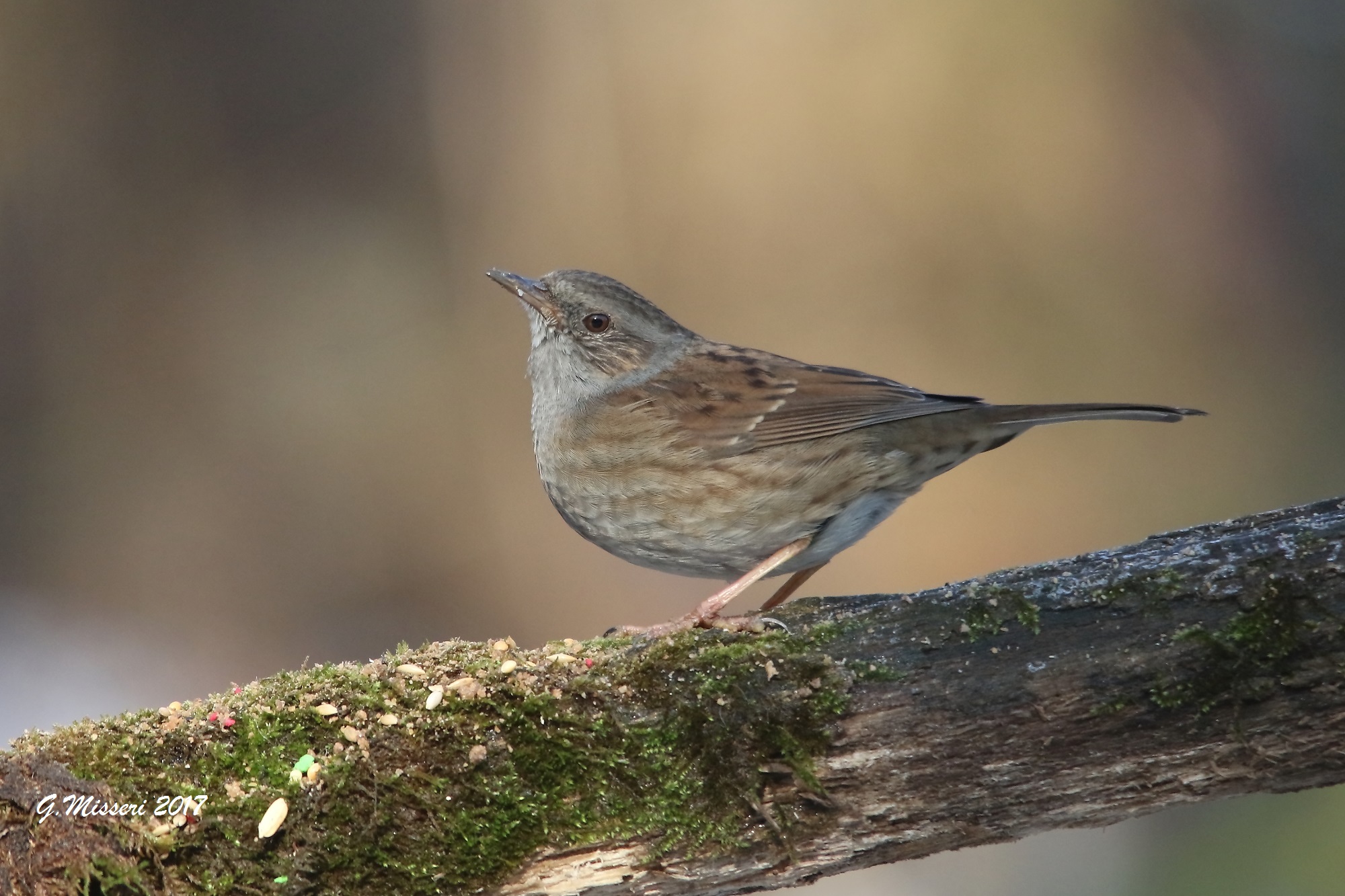Dunnock (Prunella modularis)