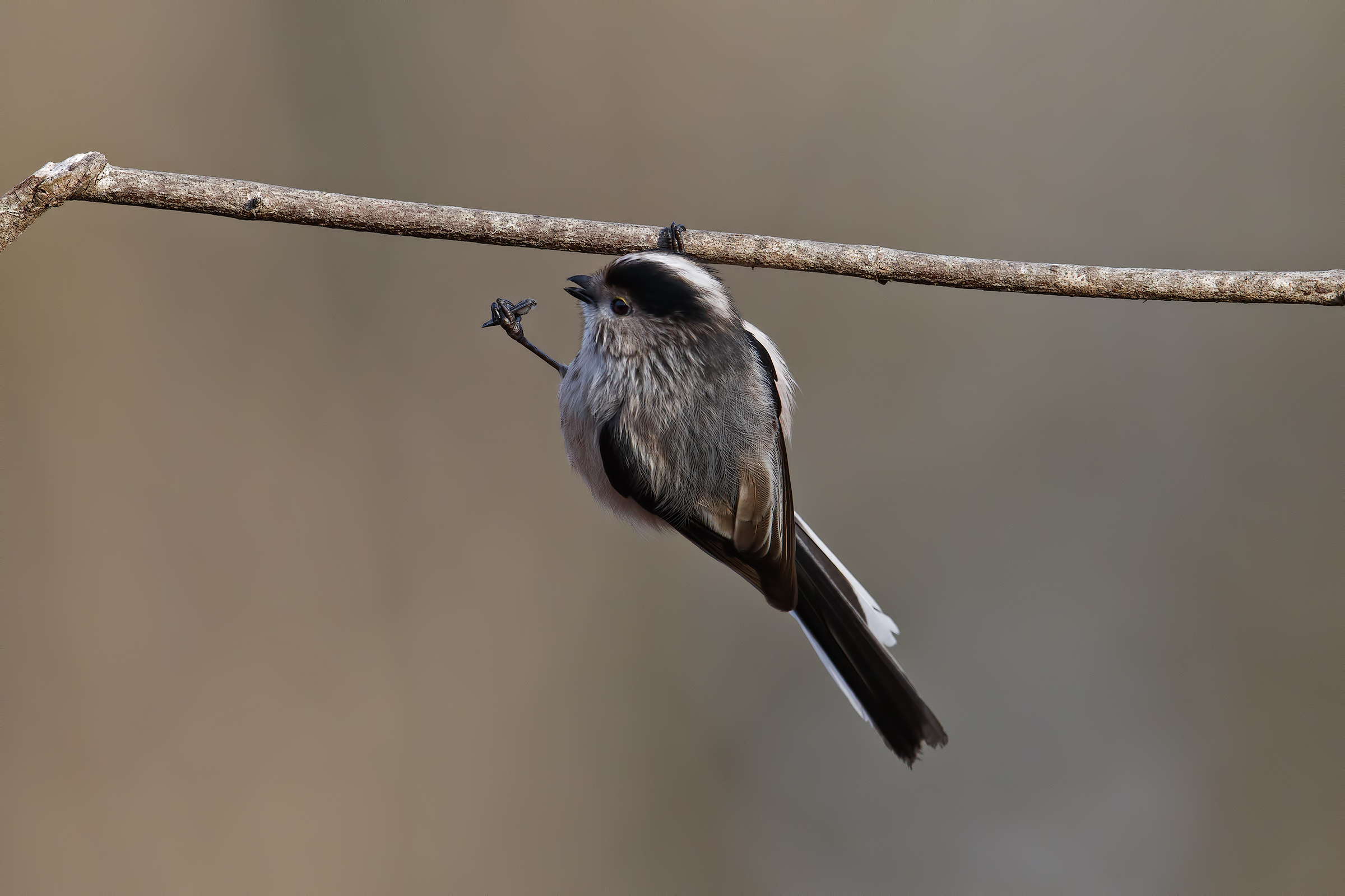 Long-tailed Tit