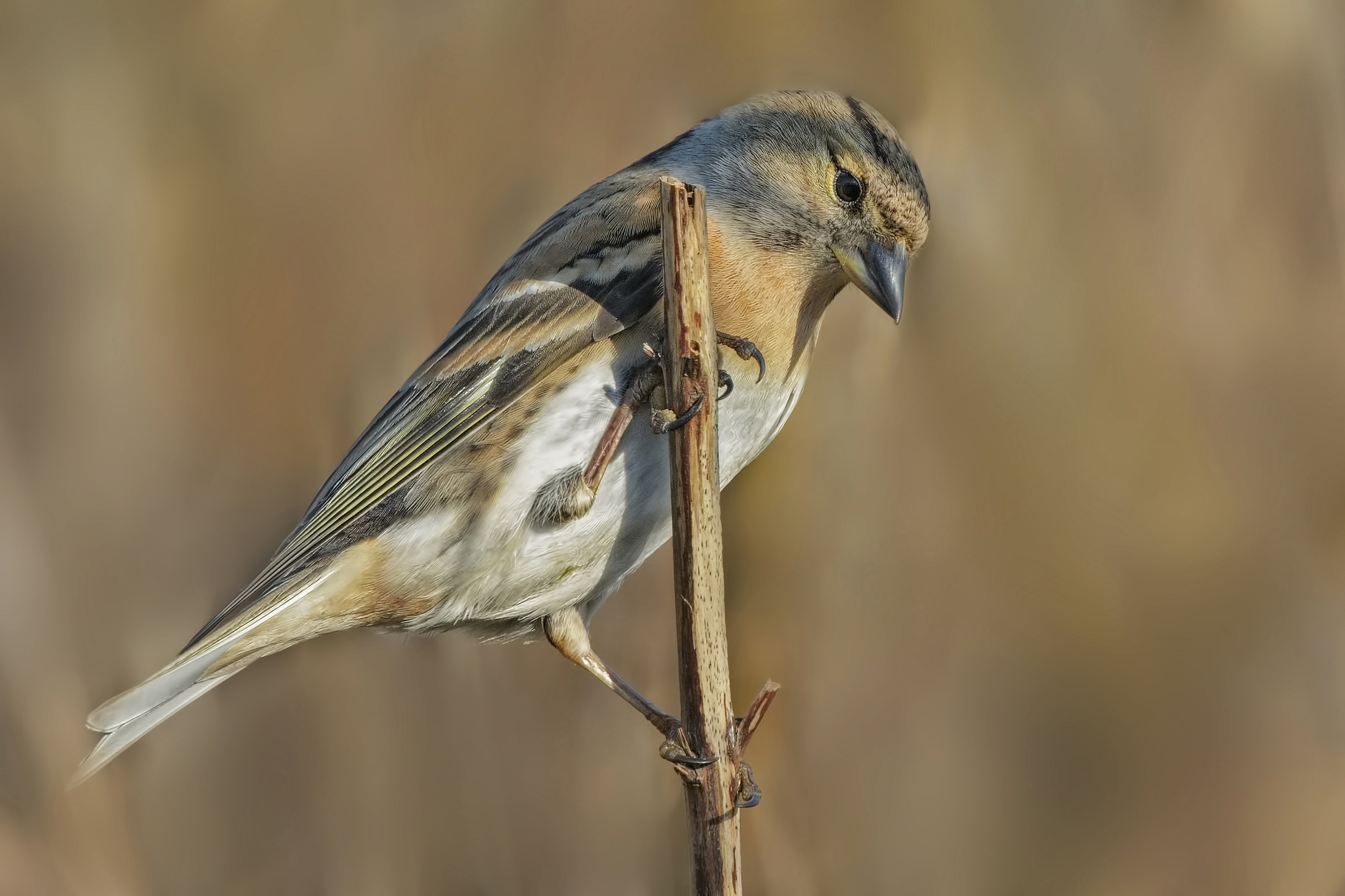 Brambling (Fringilla montifringilla)